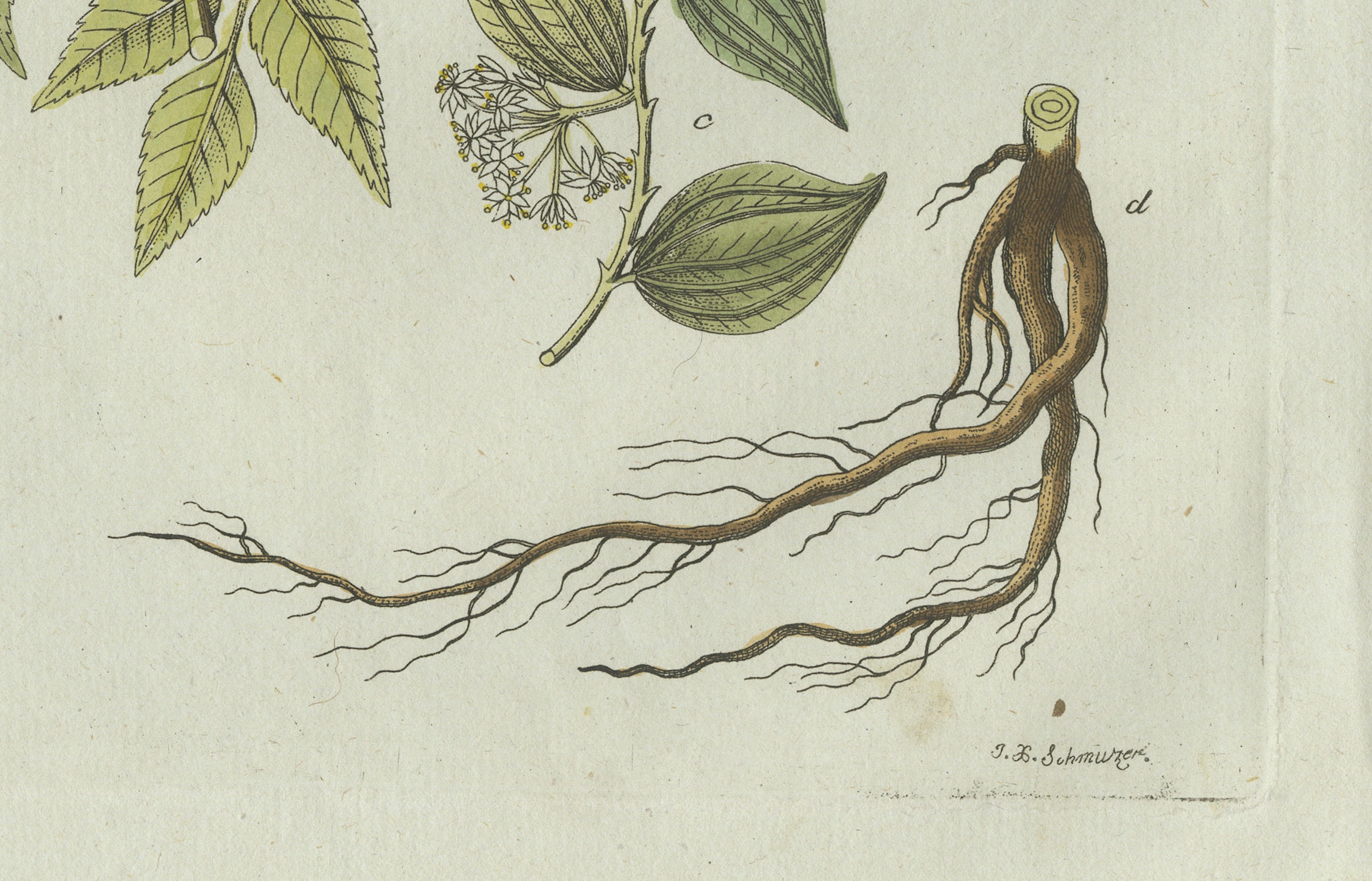 Original Antique Botanical Print of Licorice and Carob by Bertuch, 1805