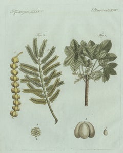 Stampa botanica d'epoca originale raffigurante il frassino della manna e la salsapariglia, opera di Bertuch, 1805