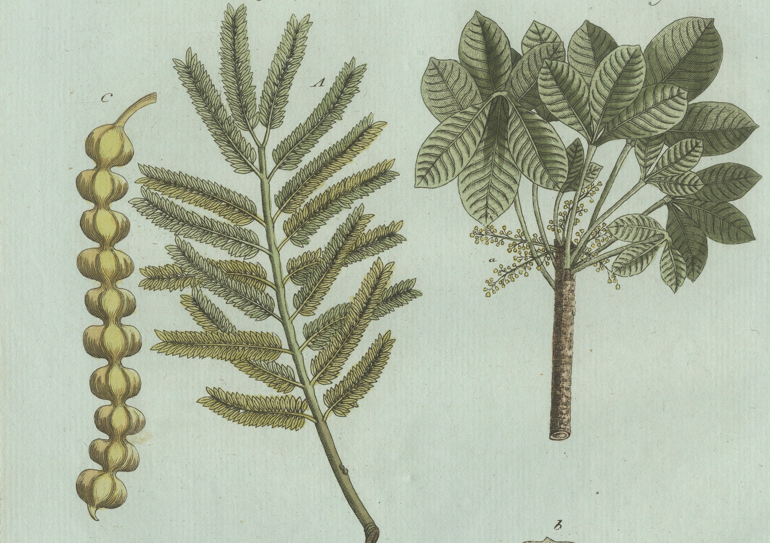 Original Antique Botanical Print of Manna Ash and Sarsaparilla by Bertuch, 1805