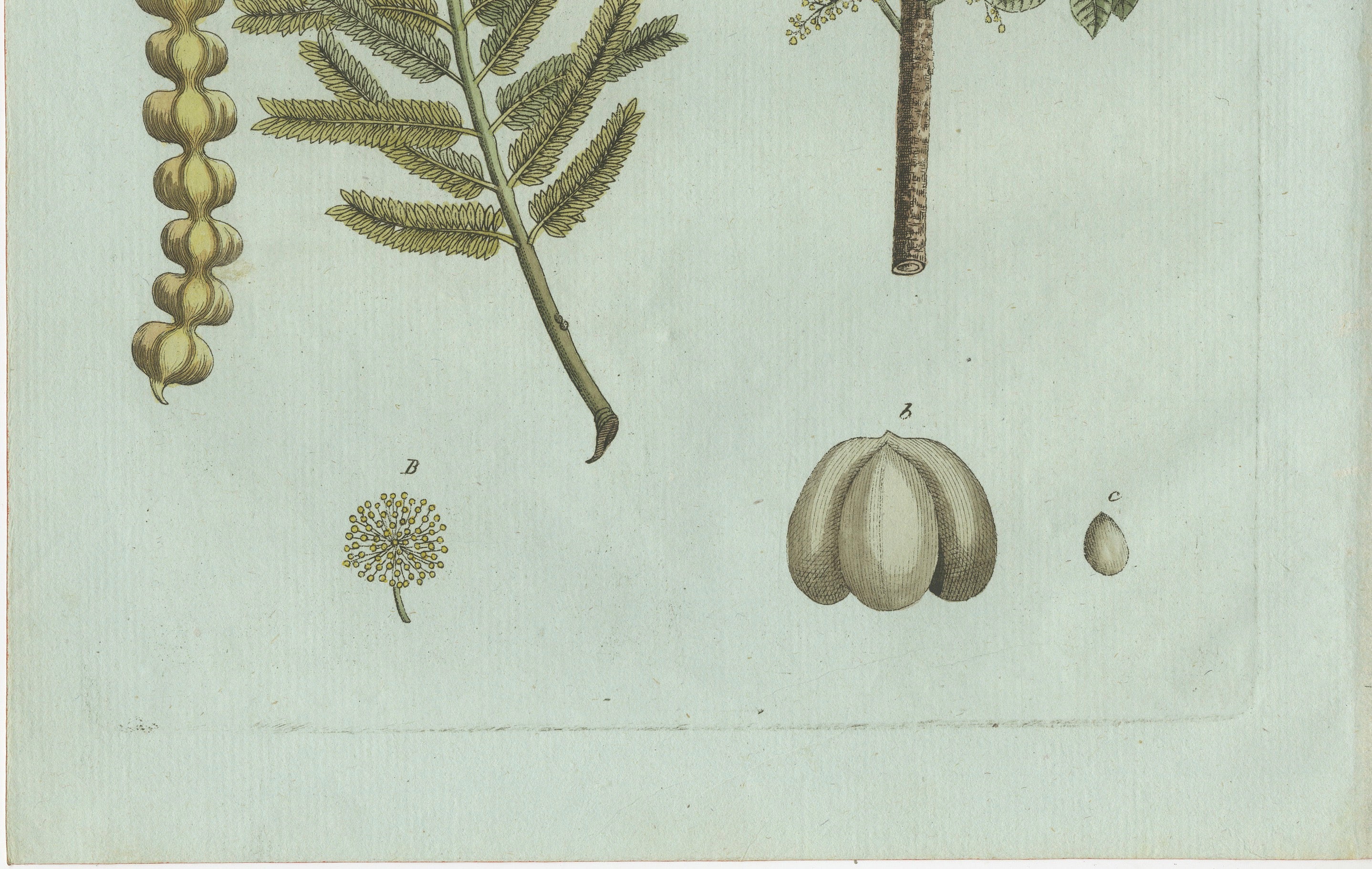 Original Antique Botanical Print of Manna Ash and Sarsaparilla by Bertuch, 1805