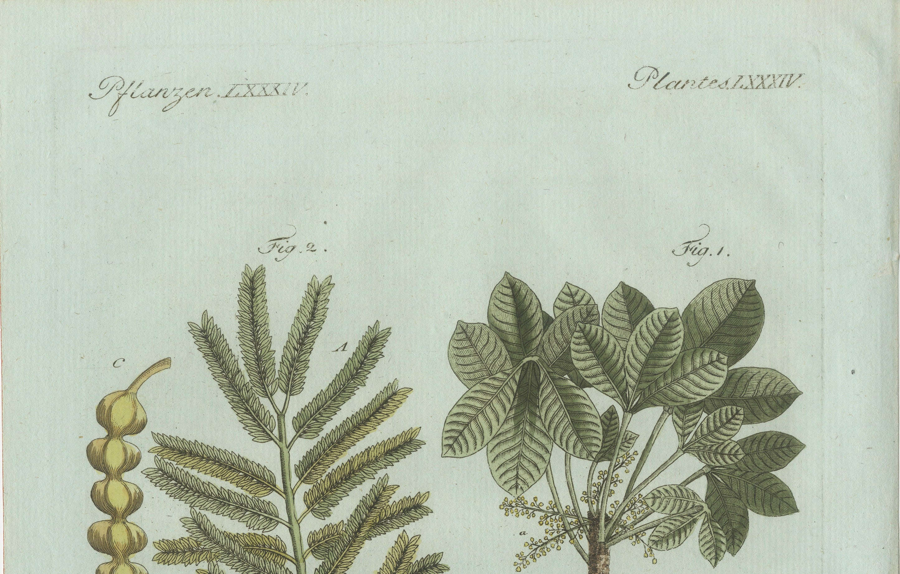 Original Antique Botanical Print of Manna Ash and Sarsaparilla by Bertuch, 1805