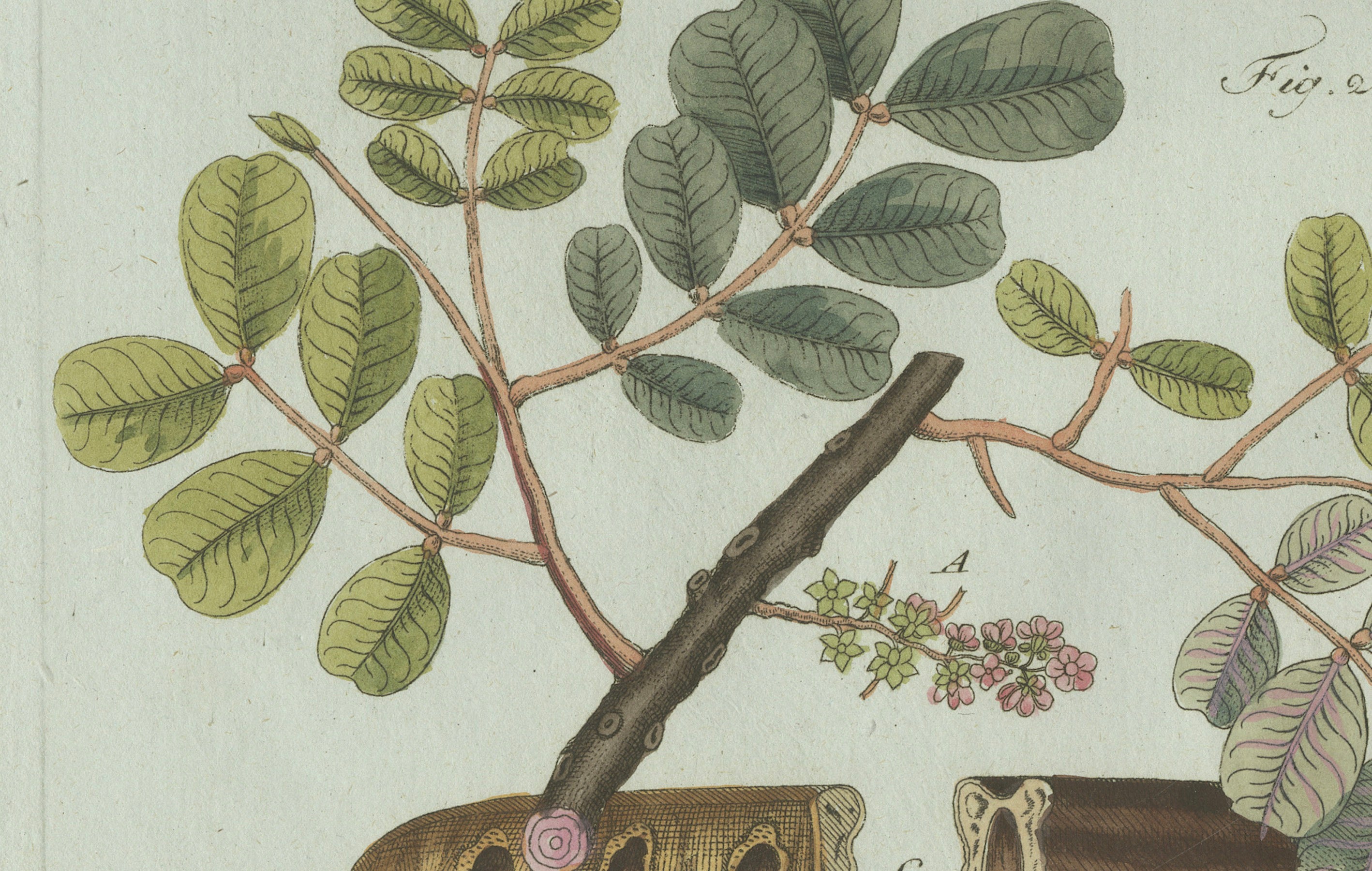 Original Antique Botanical Print of Rubber and Gum Arabic Trees by Bertuch, 1802