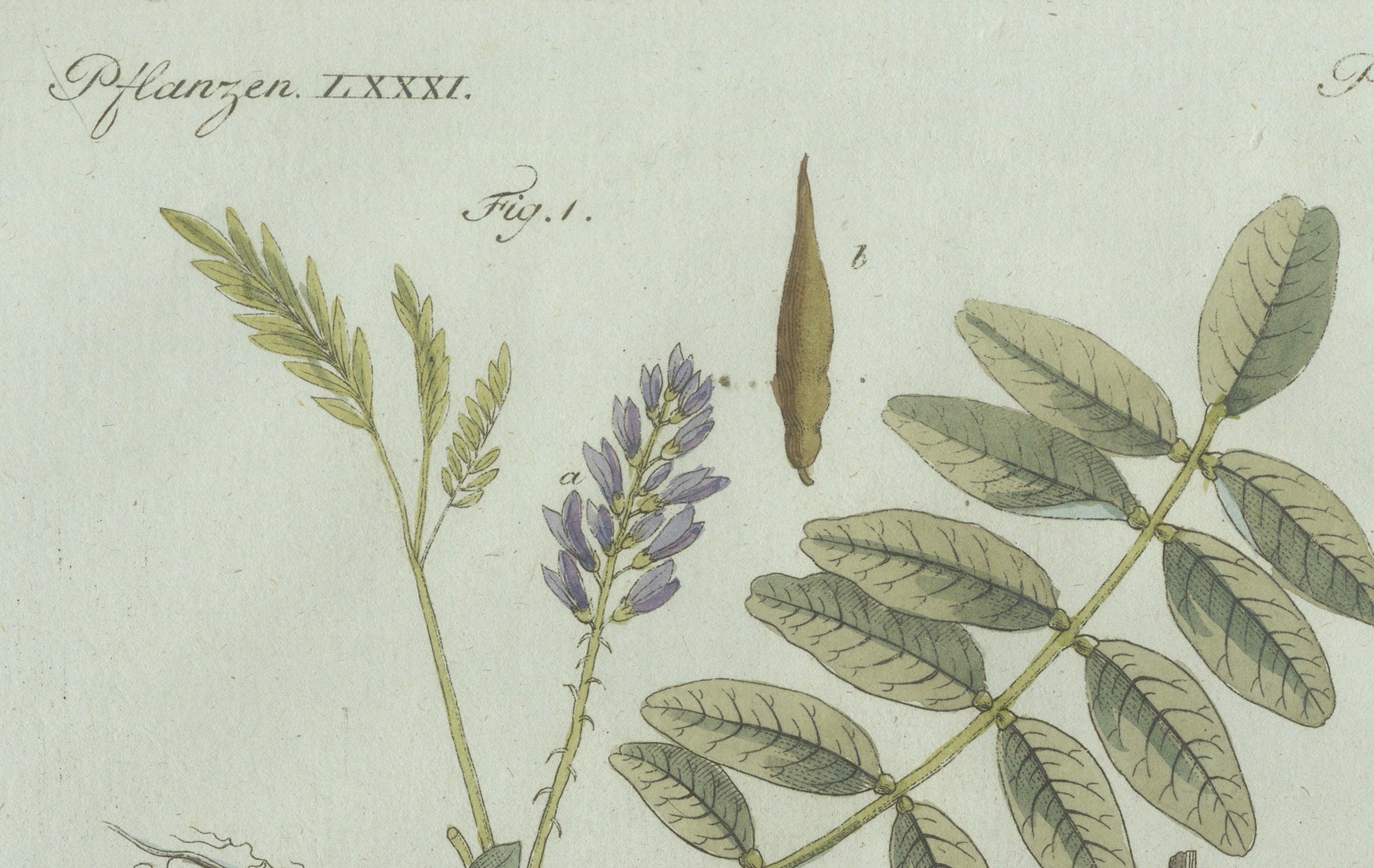 Original Antique Botanical Print of Rubber and Gum Arabic Trees by Bertuch, 1802