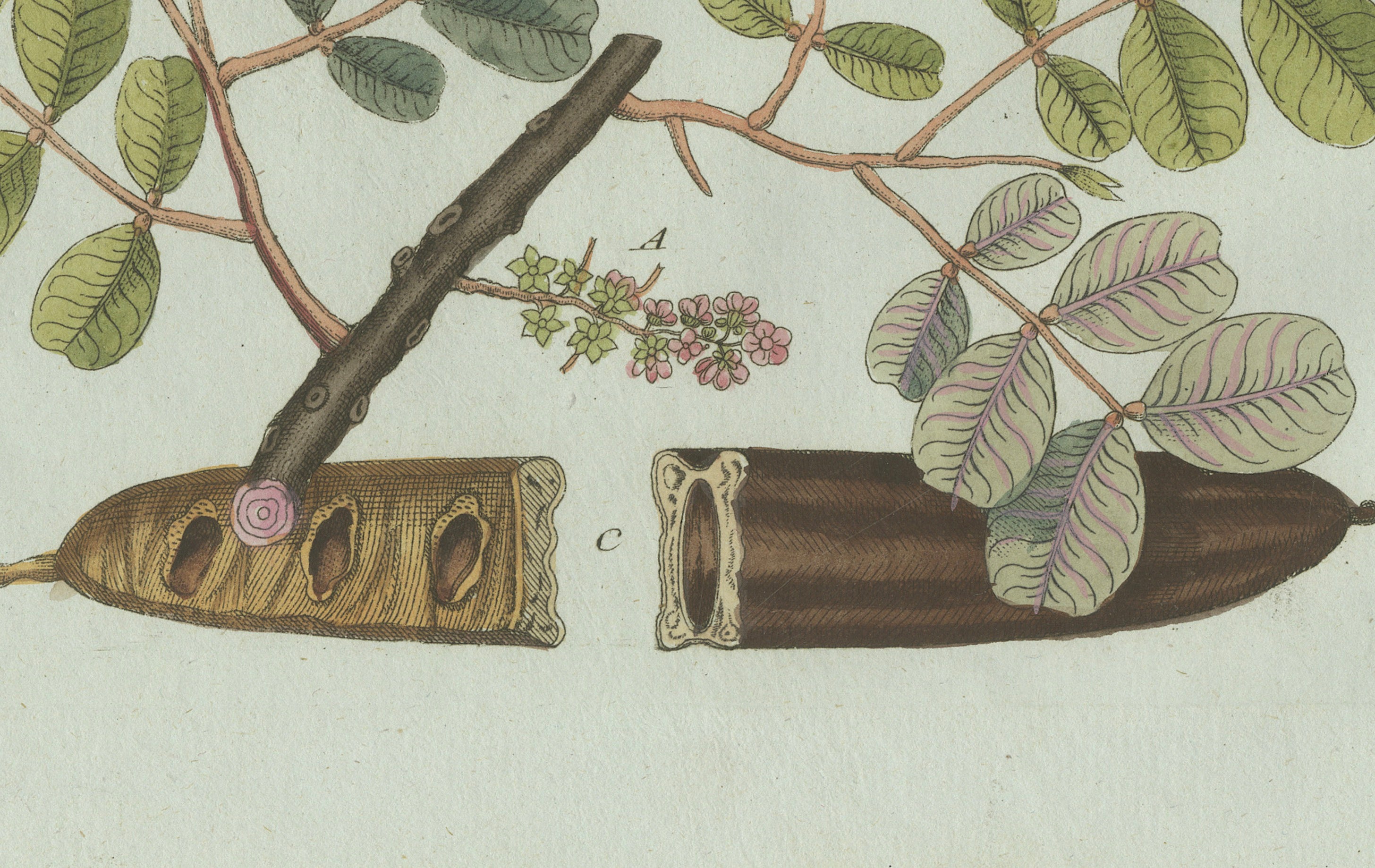 Original Antique Botanical Print of Rubber and Gum Arabic Trees by Bertuch, 1802