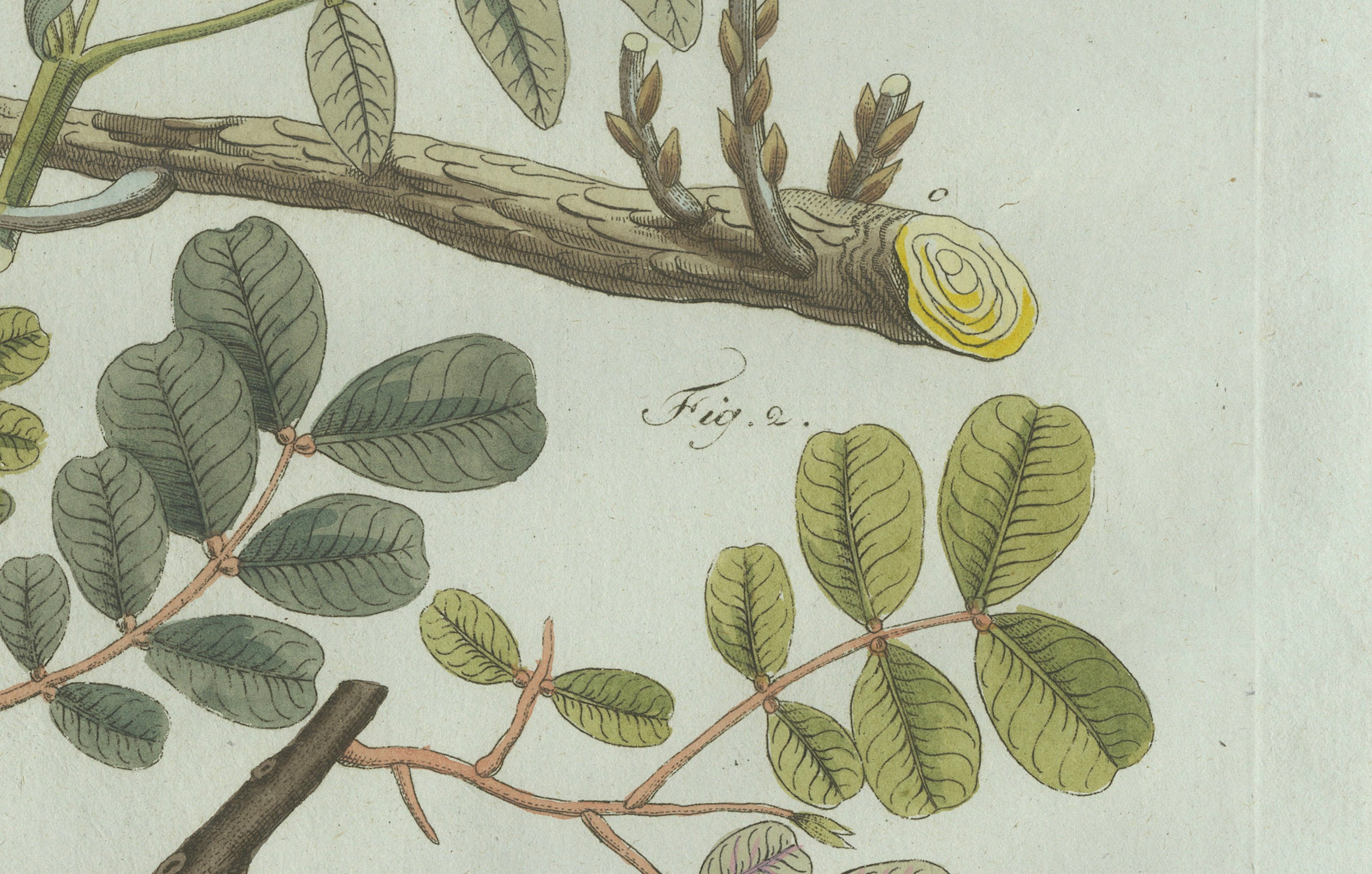 Original Antique Botanical Print of Rubber and Gum Arabic Trees by Bertuch, 1802