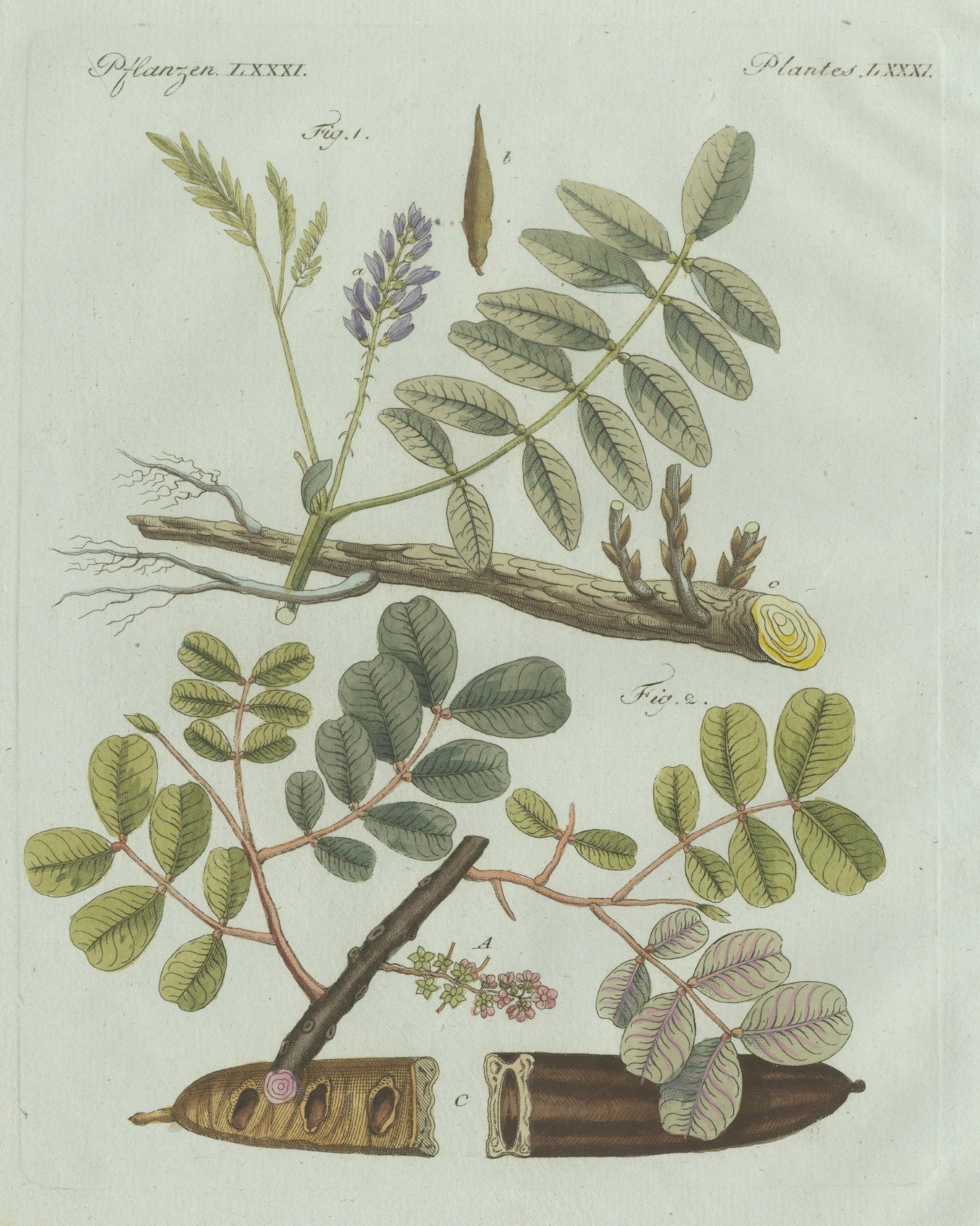 Original Antique Botanical Print of Rubber and Gum Arabic Trees by Bertuch, 1802