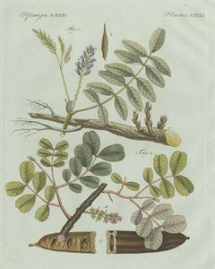 Original Antique Botanical Print of Rubber and Gum Arabic Trees by Bertuch, 1802