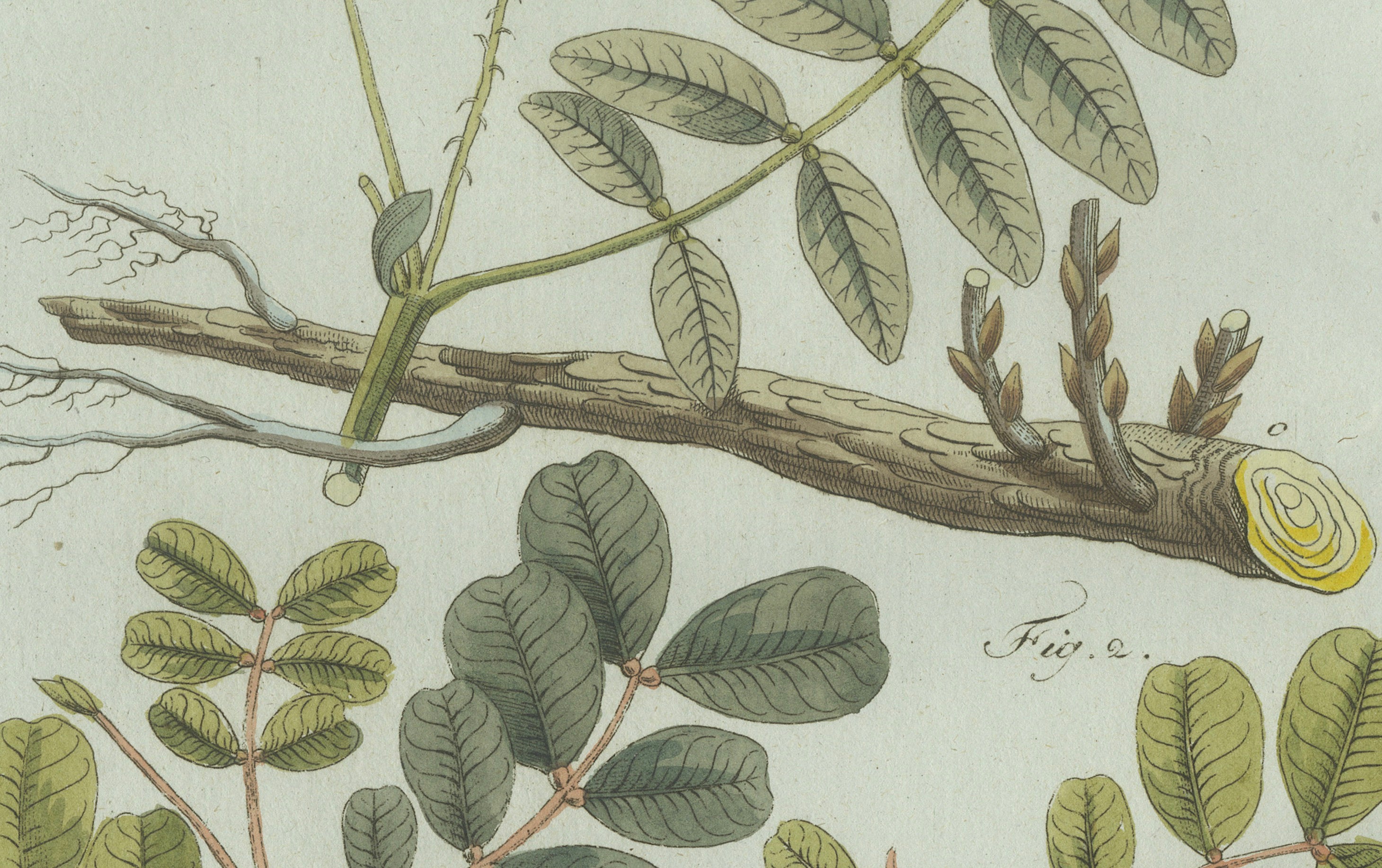 Original Antique Botanical Print of Rubber and Gum Arabic Trees by Bertuch, 1802