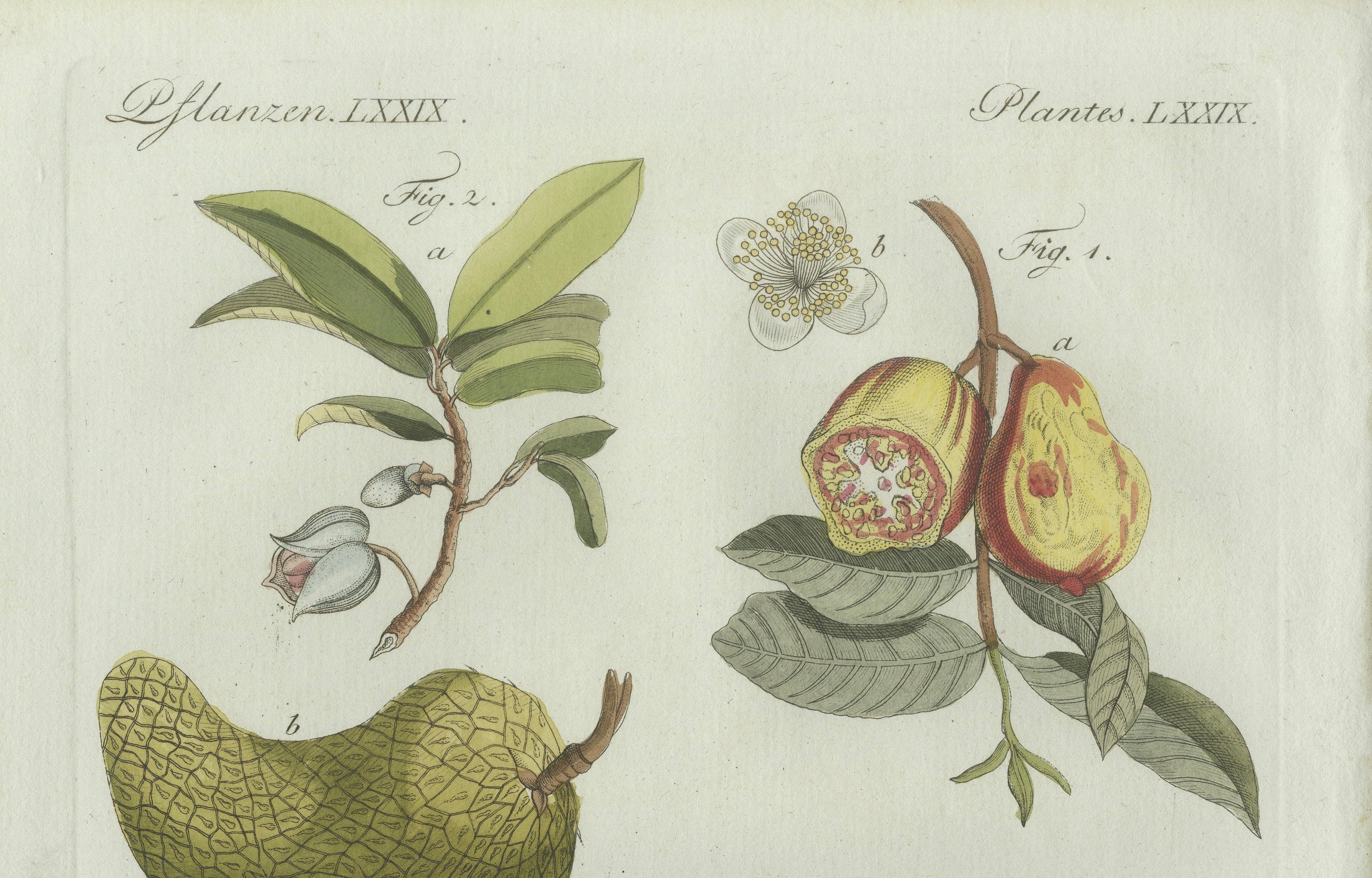 Original Antique Botanical Print of Tropical Fruits by Bertuch, c. 1800