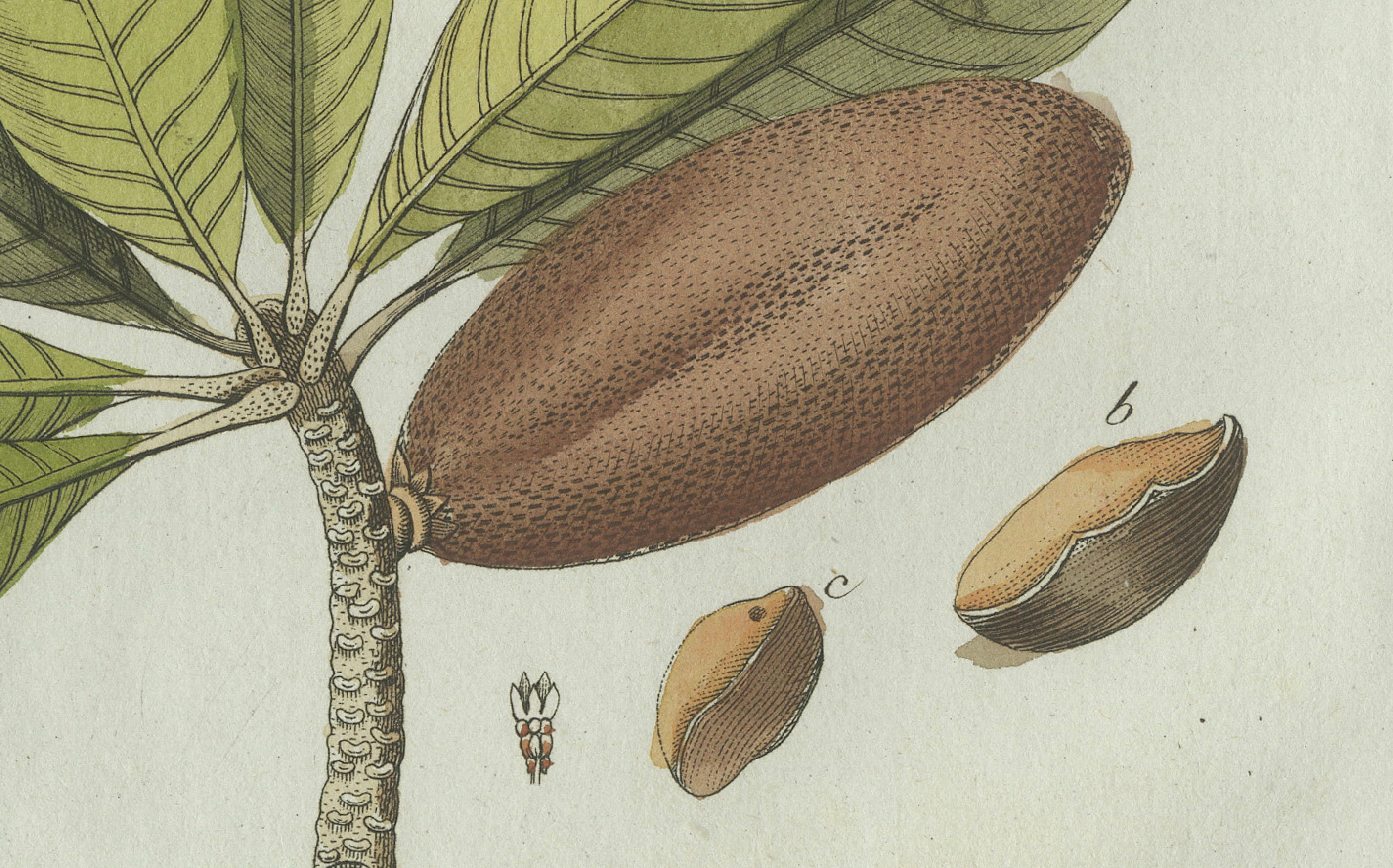 Original Antique Botanical Print of Tropical Fruits by Bertuch, c. 1800