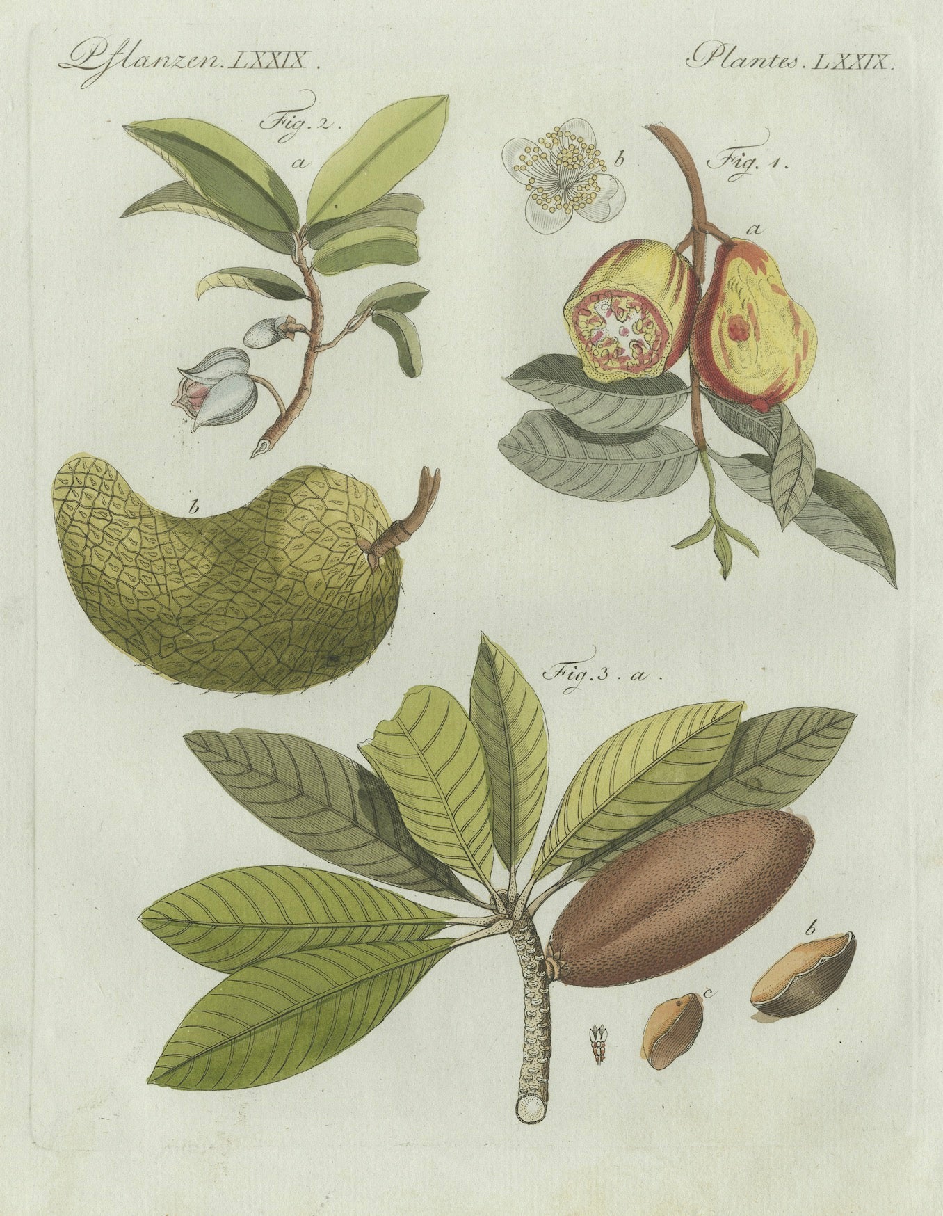 Original Antique Botanical Print of Tropical Fruits by Bertuch, c. 1800