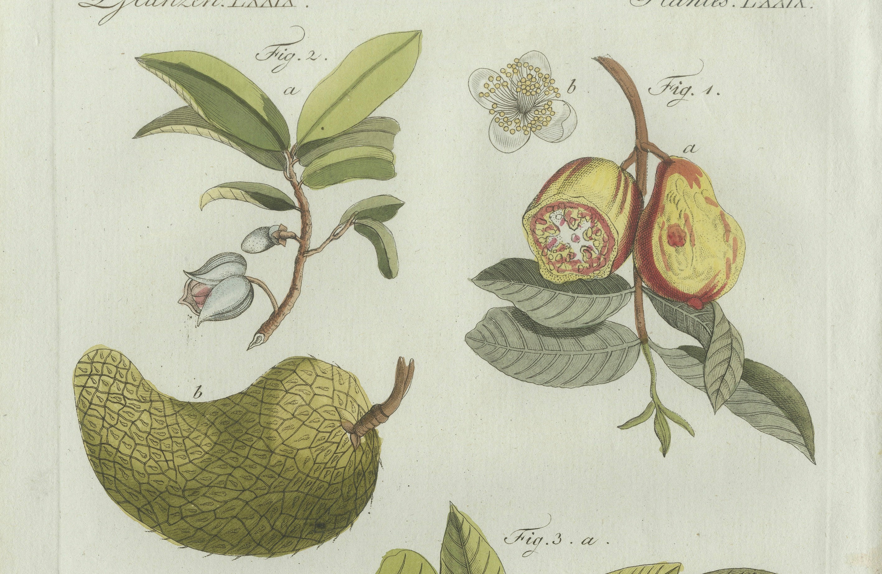 Original Antique Botanical Print of Tropical Fruits by Bertuch, c. 1800