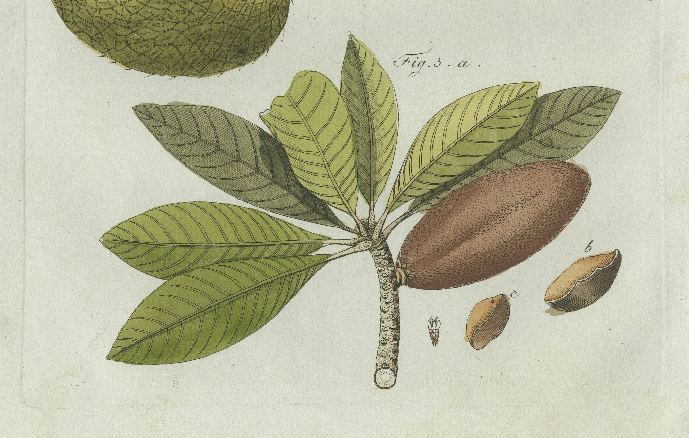 Original Antique Botanical Print of Tropical Fruits by Bertuch, c. 1800