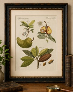 Original Antique Botanical Print of Tropical Fruits by Bertuch, c. 1800
