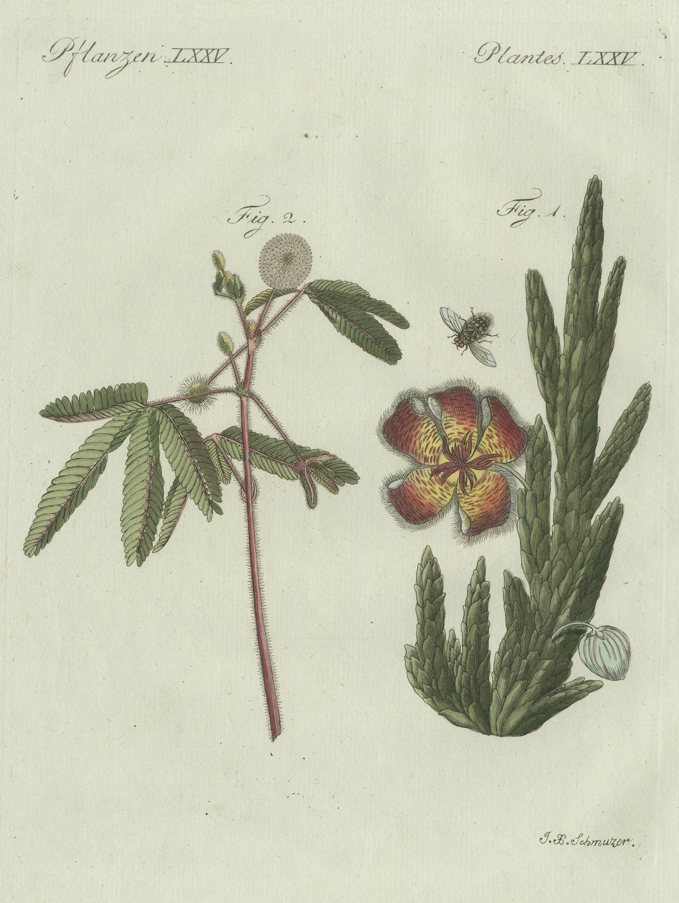 Original Antique Botanical Print of Carrion Flower and Mimosa by Bertuch, 1805