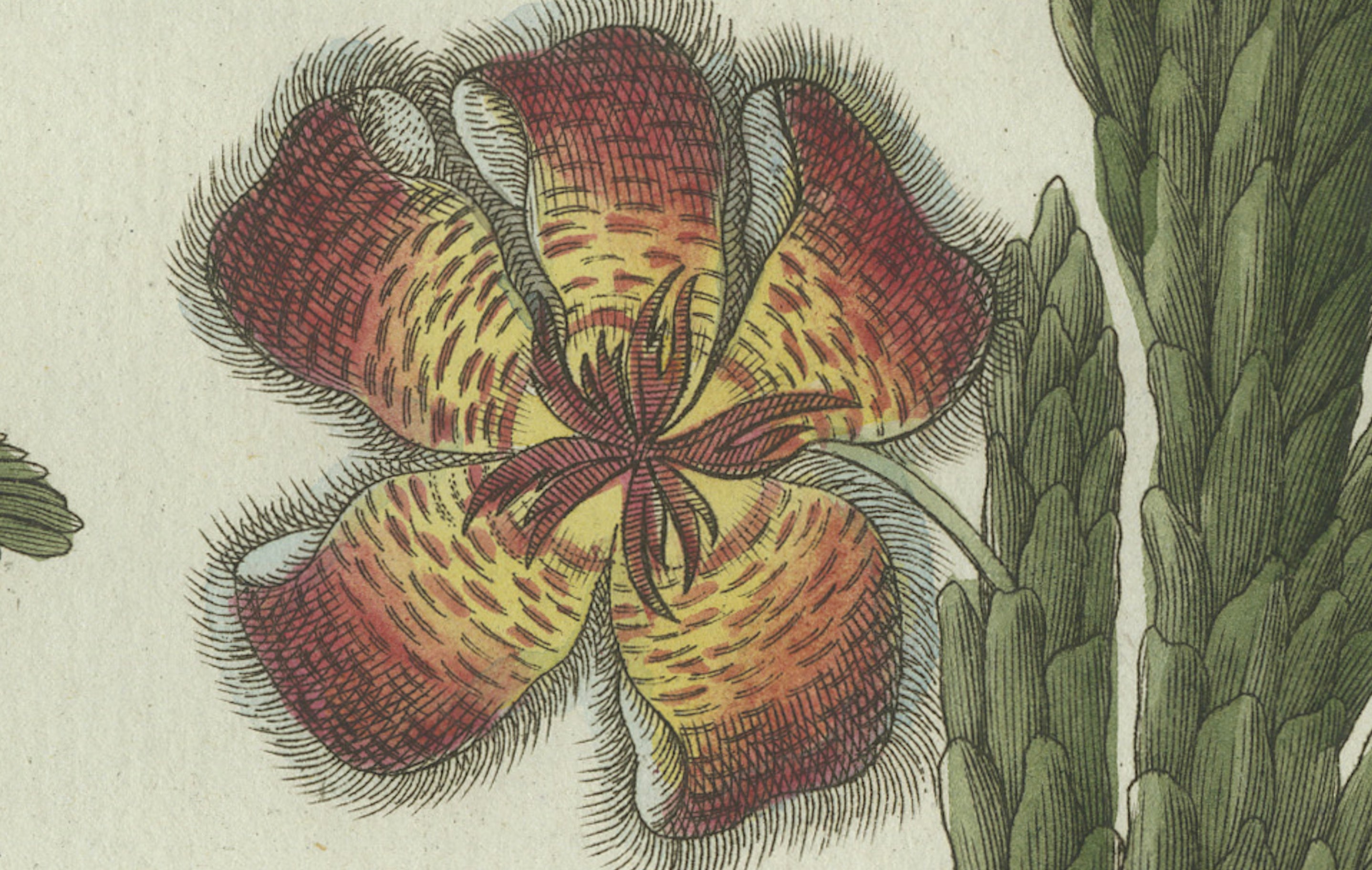 Original Antique Botanical Print of Carrion Flower and Mimosa by Bertuch, 1805