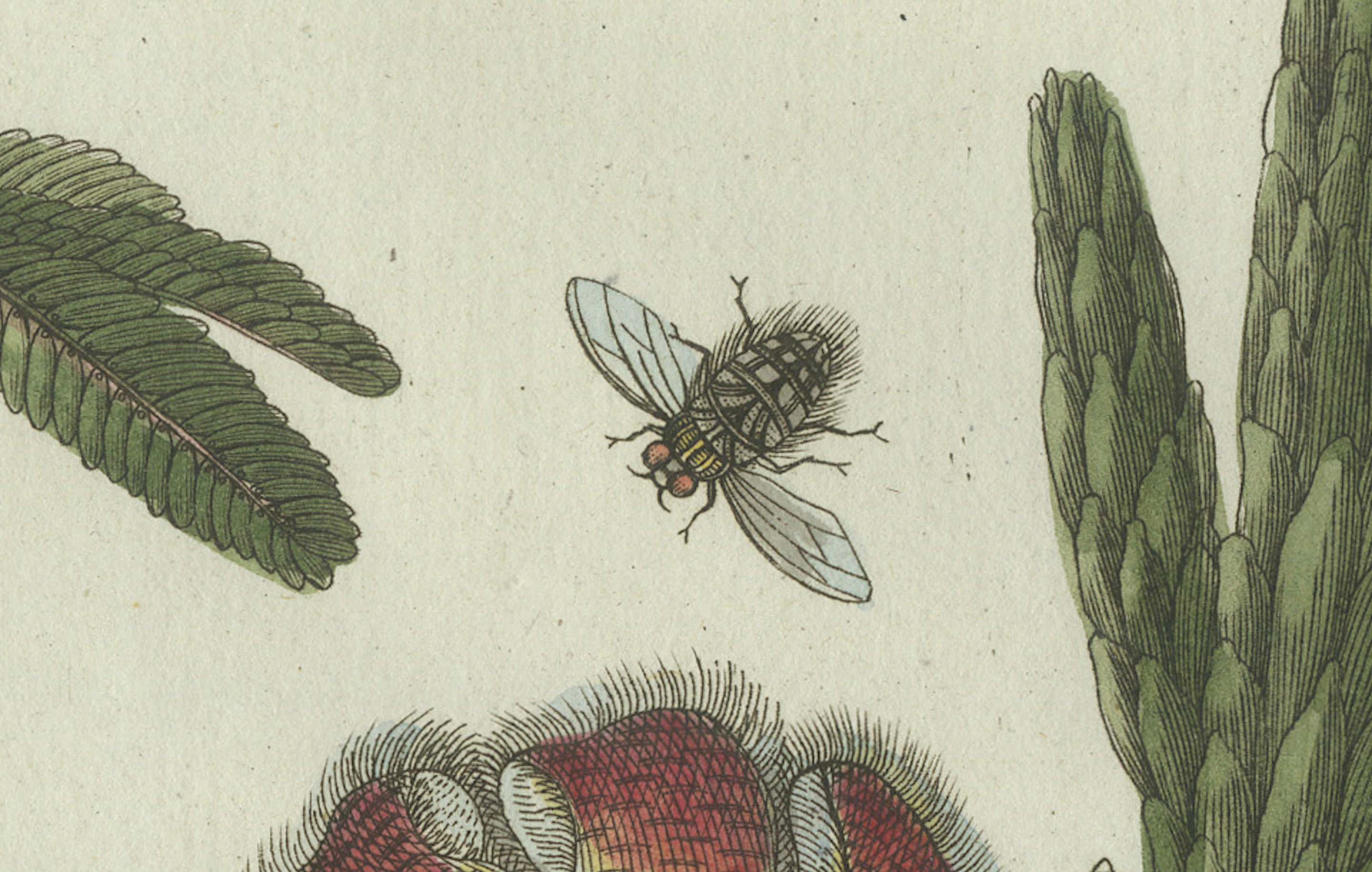 Original Antique Botanical Print of Carrion Flower and Mimosa by Bertuch, 1805