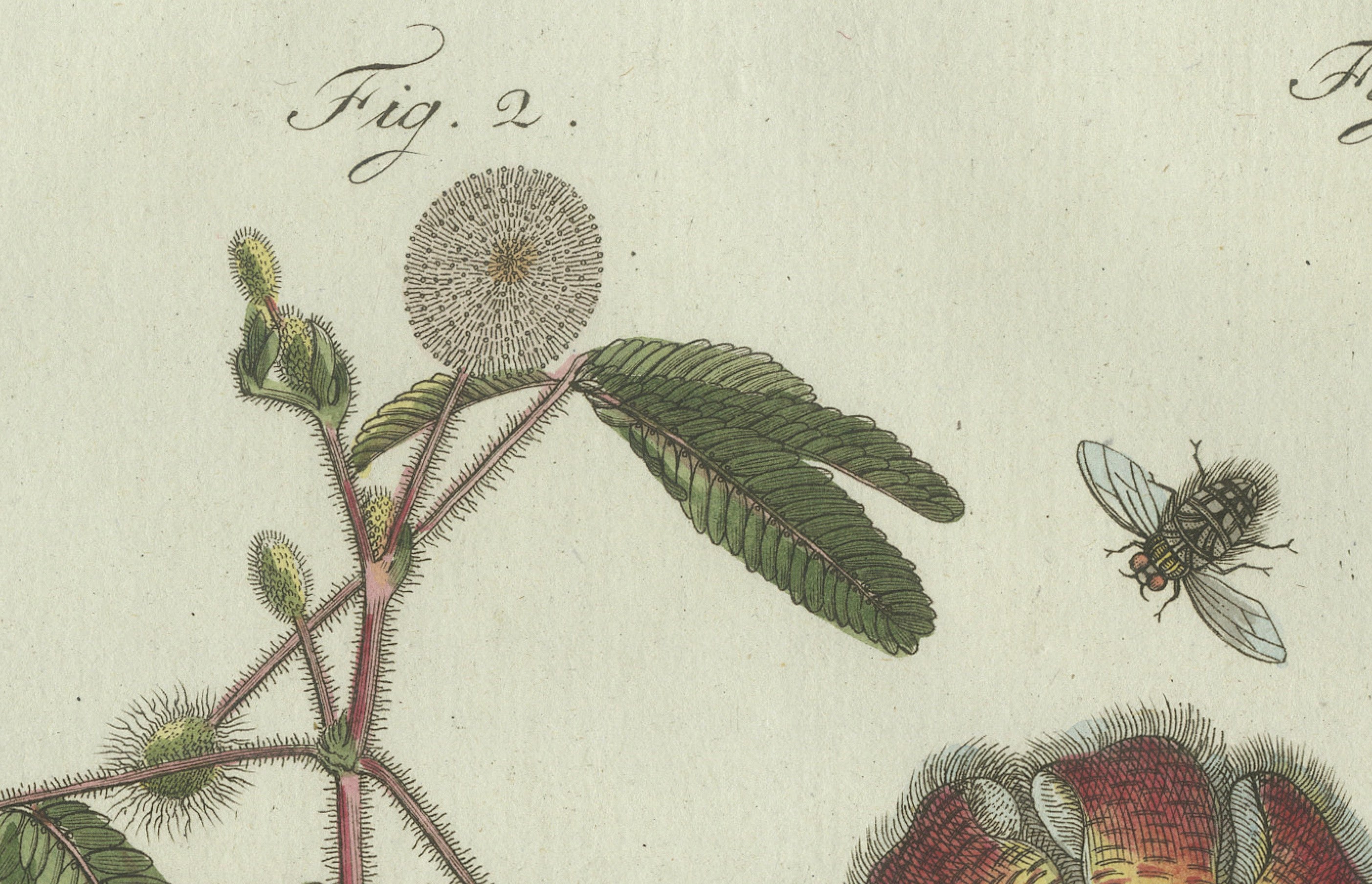 Original Antique Botanical Print of Carrion Flower and Mimosa by Bertuch, 1805