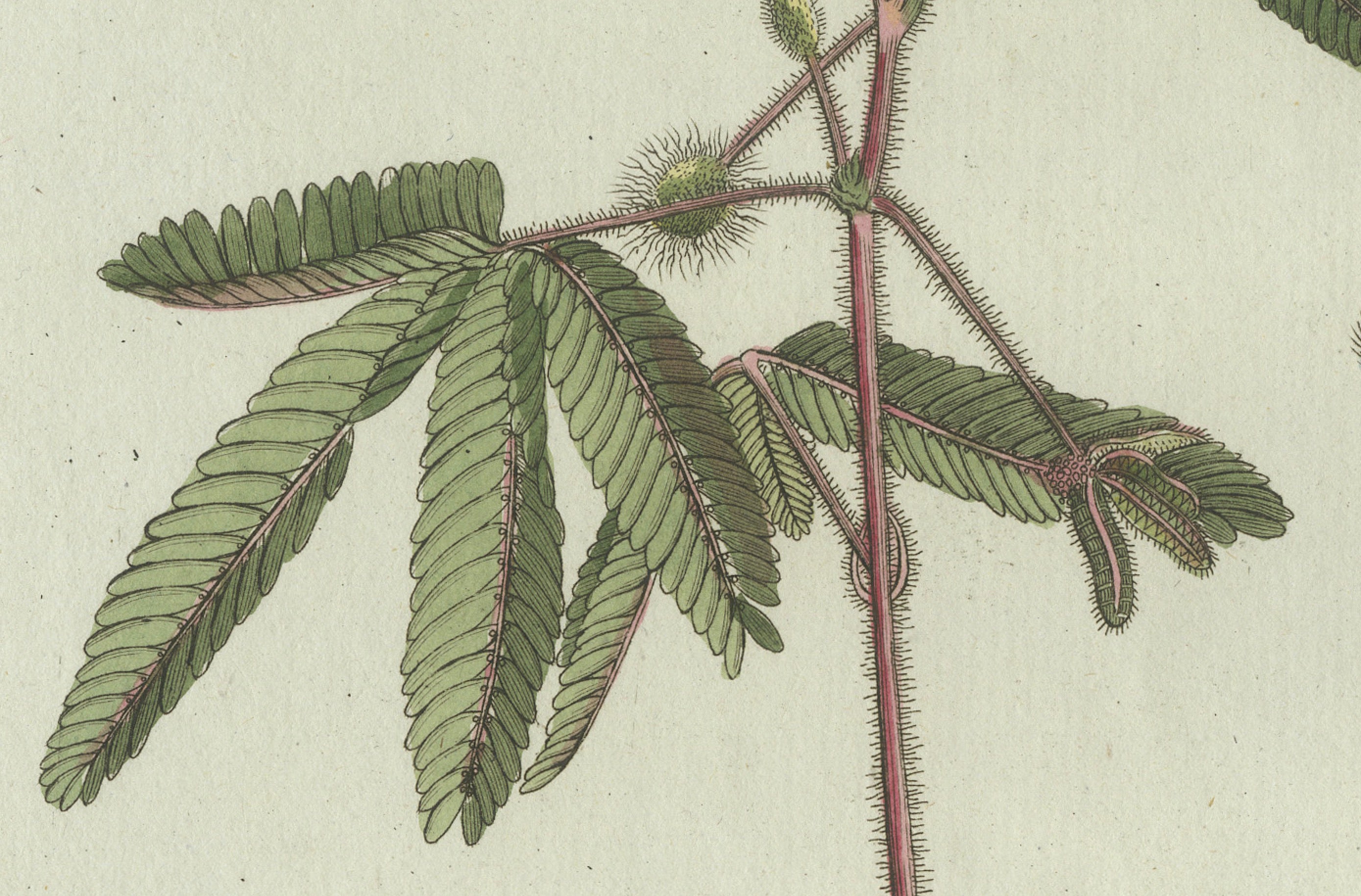 Original Antique Botanical Print of Carrion Flower and Mimosa by Bertuch, 1805