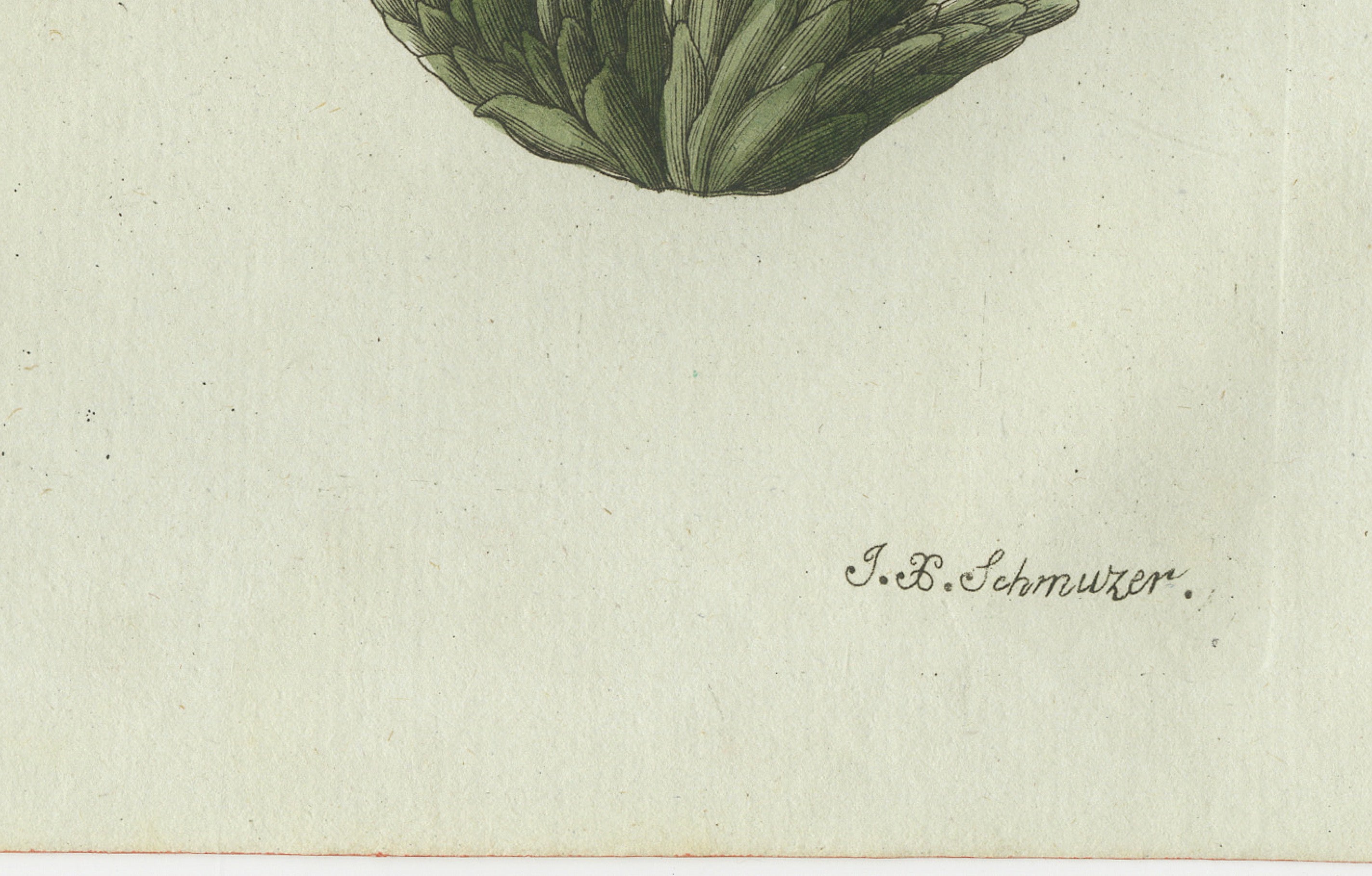 Original Antique Botanical Print of Carrion Flower and Mimosa by Bertuch, 1805