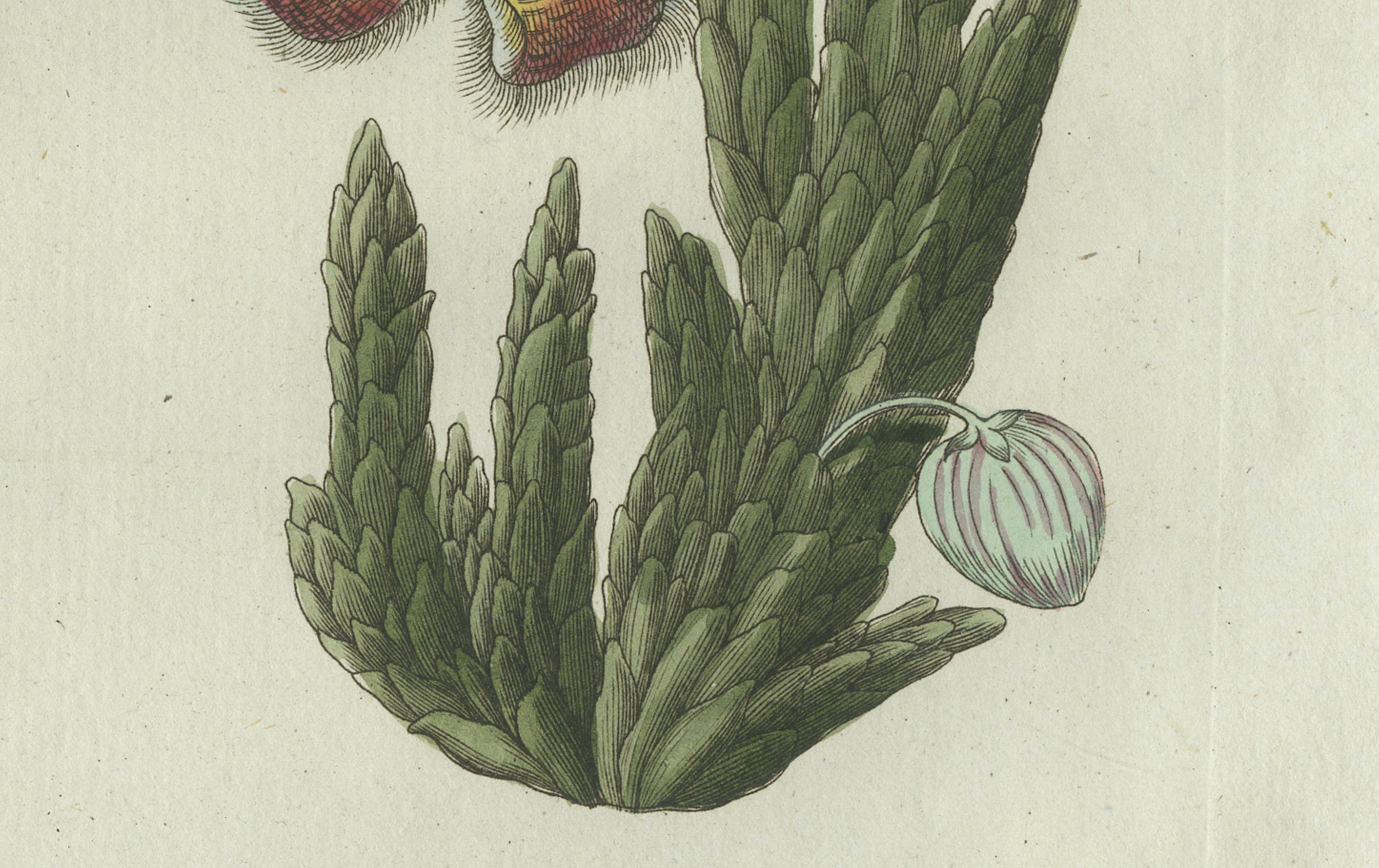 Original Antique Botanical Print of Carrion Flower and Mimosa by Bertuch, 1805