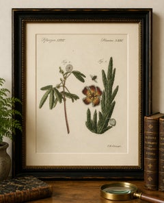 Original Antique Botanical Print of Carrion Flower and Mimosa by Bertuch, 1805