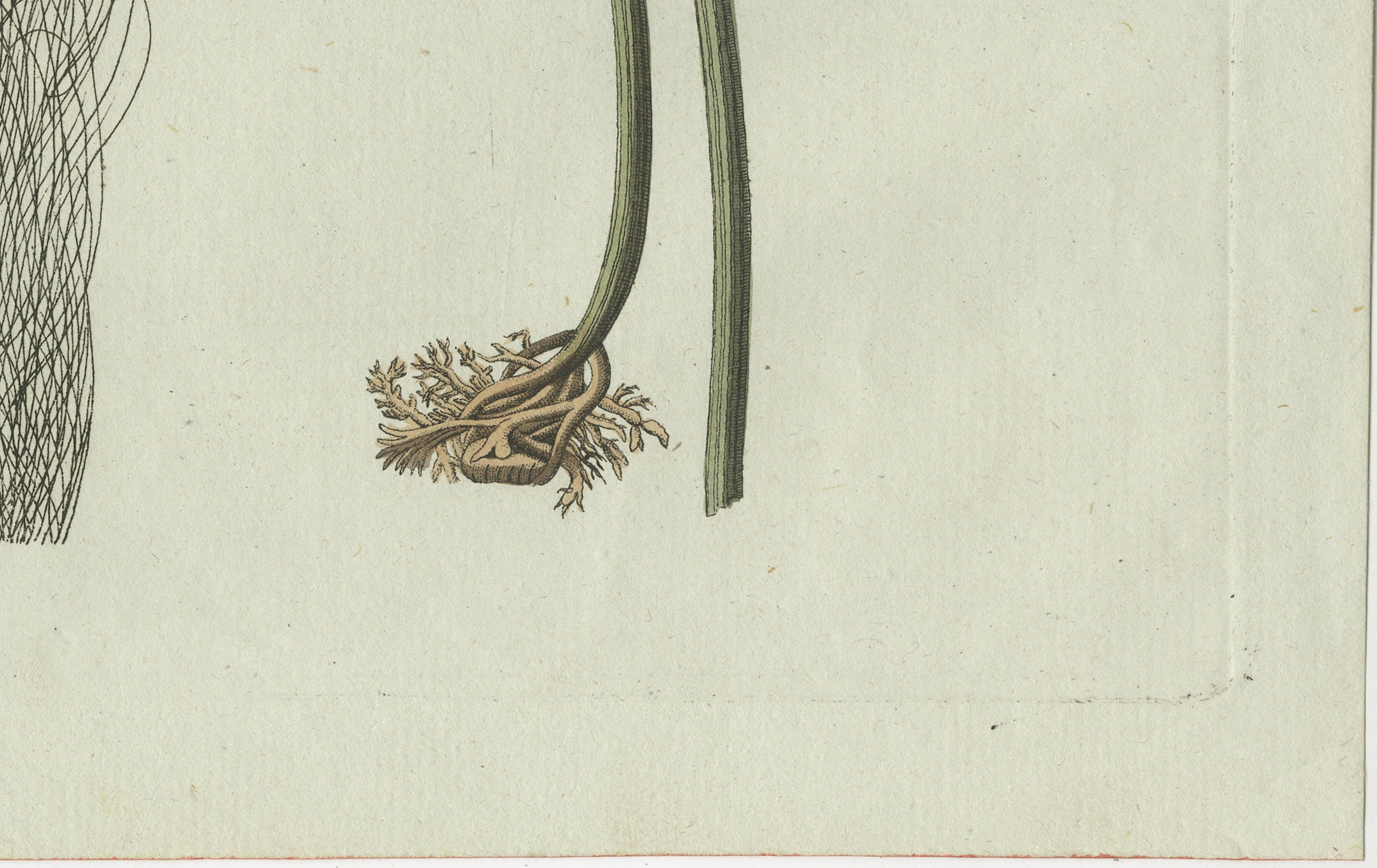 Original Antique Botanical Print of Two Remarkable Seaweeds by Bertuch, 1802