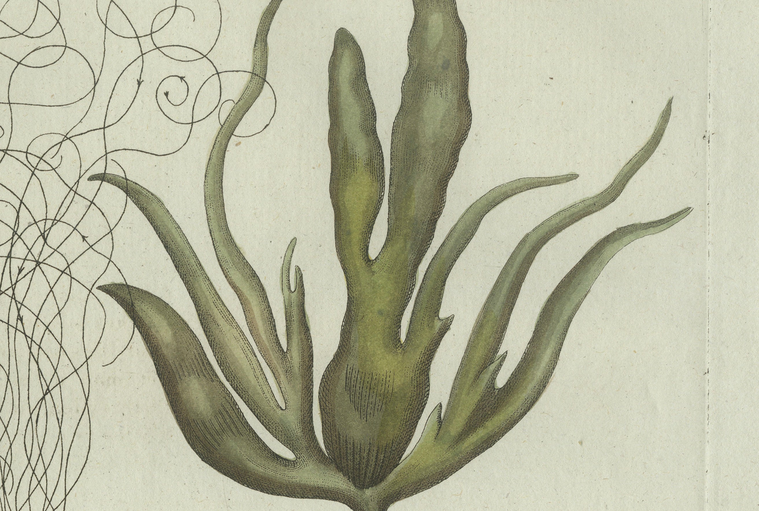 Original Antique Botanical Print of Two Remarkable Seaweeds by Bertuch, 1802