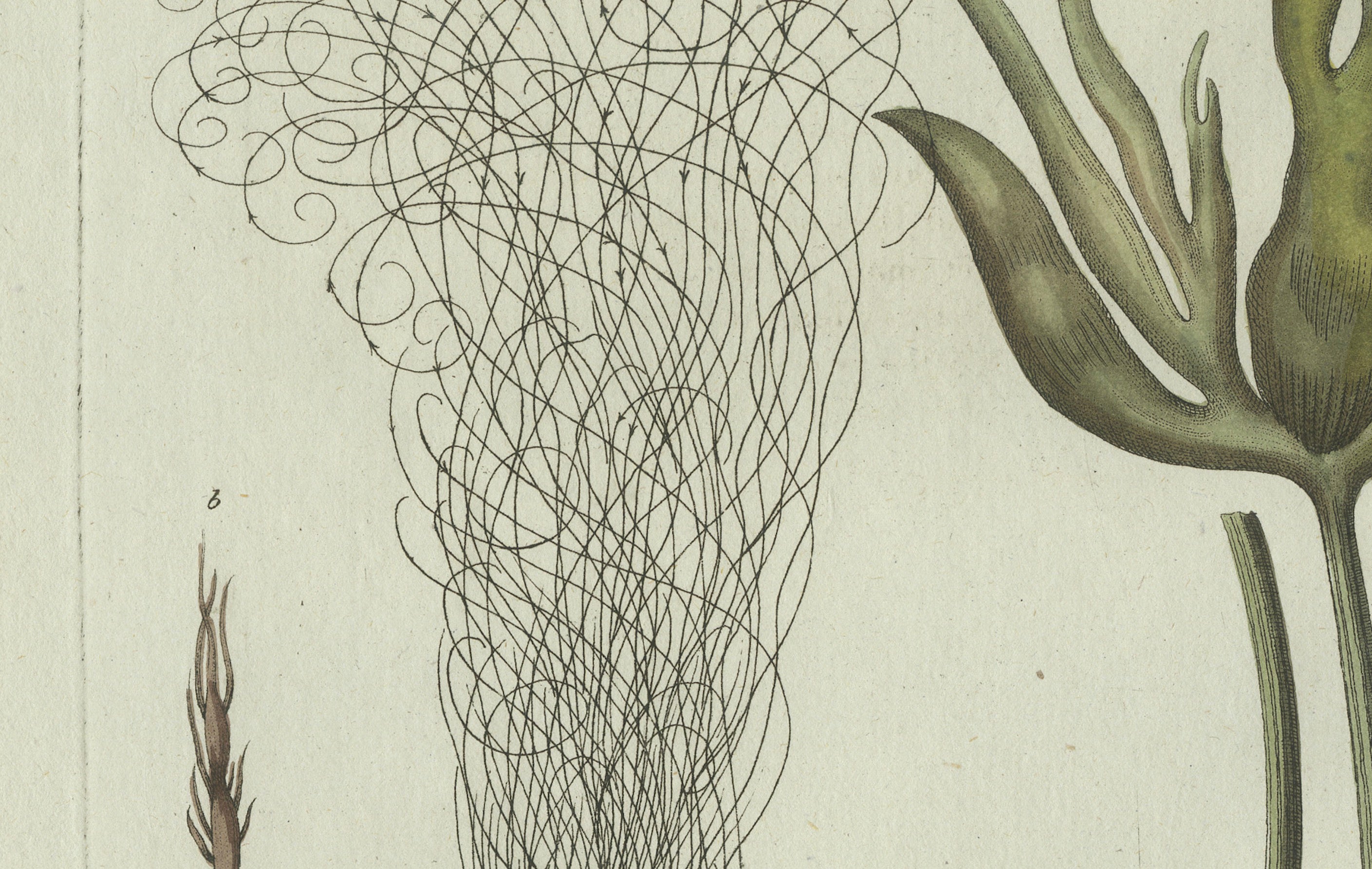 Original Antique Botanical Print of Two Remarkable Seaweeds by Bertuch, 1802