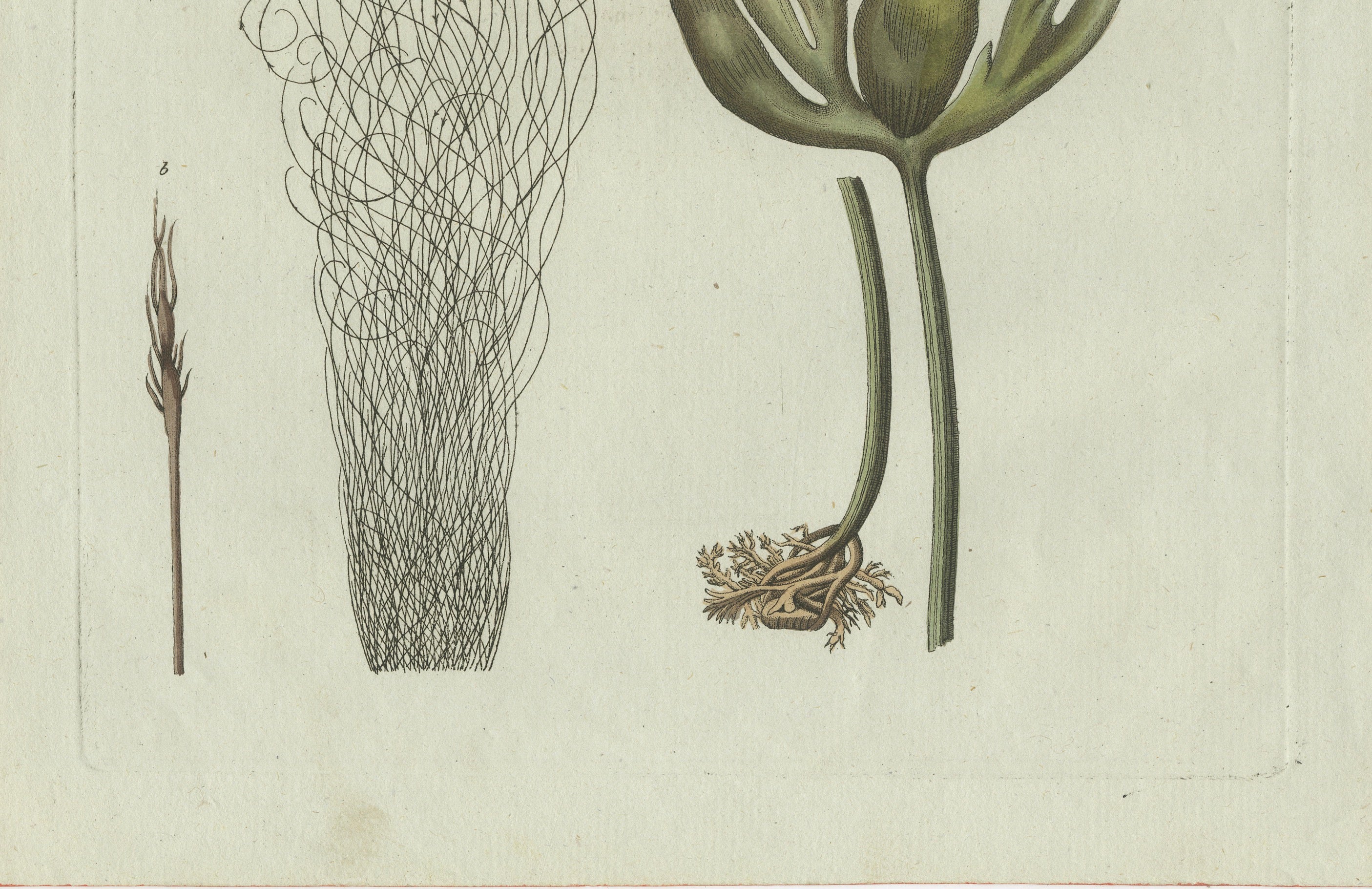 Original Antique Botanical Print of Two Remarkable Seaweeds by Bertuch, 1802