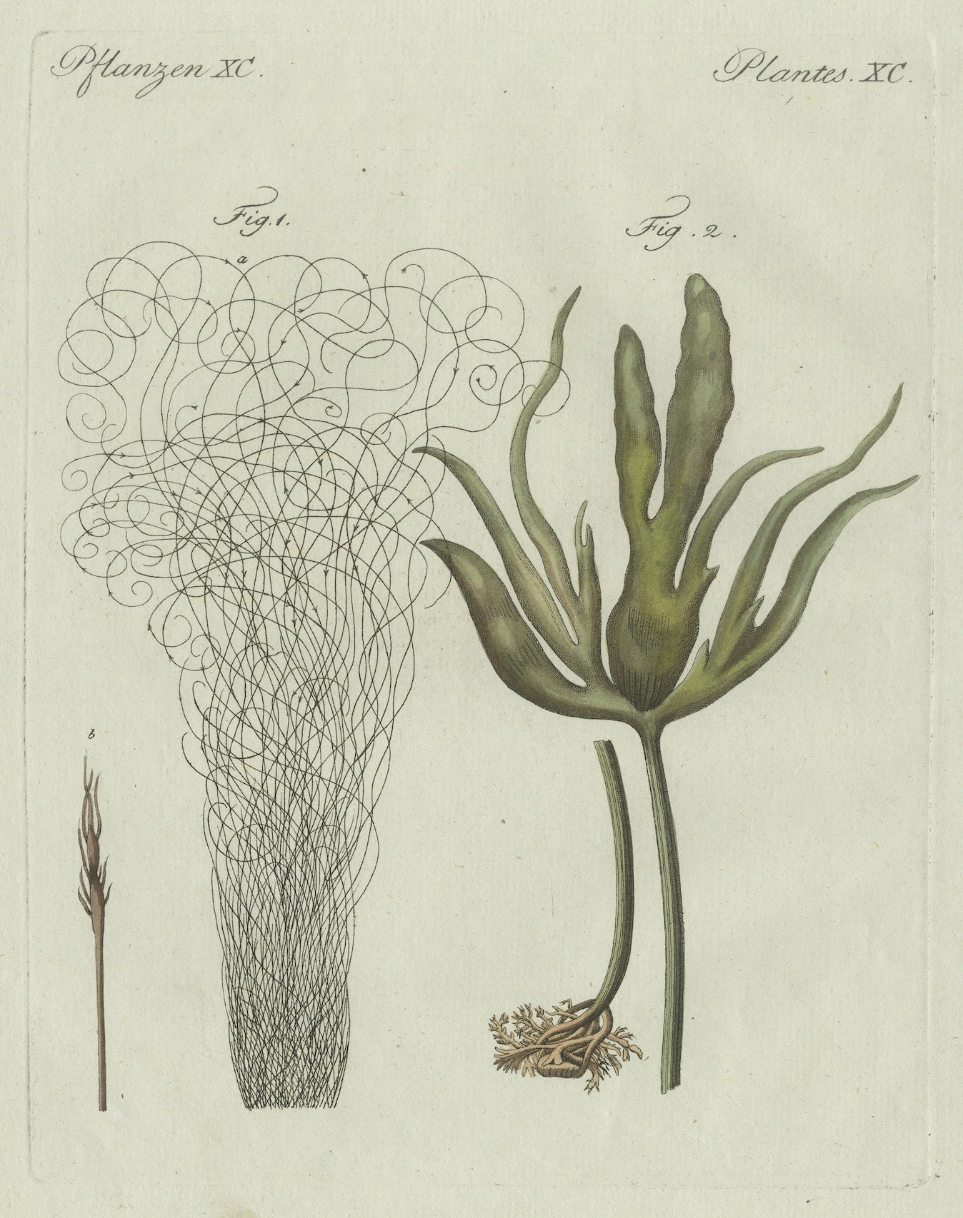 Original Antique Botanical Print of Two Remarkable Seaweeds by Bertuch, 1802