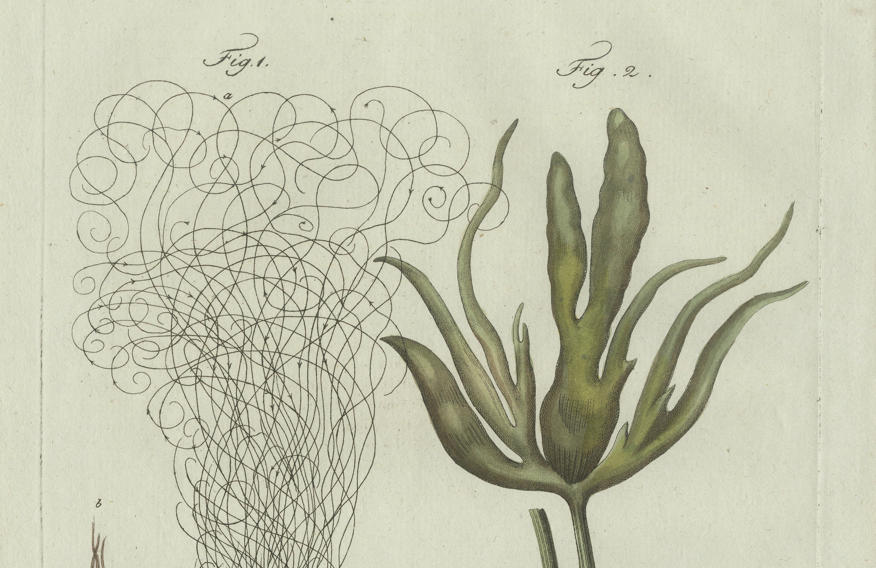 Original Antique Botanical Print of Two Remarkable Seaweeds by Bertuch, 1802