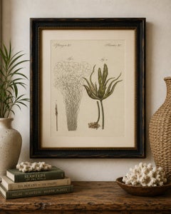 Original Antique Botanical Print of Two Remarkable Seaweeds by Bertuch, 1802
