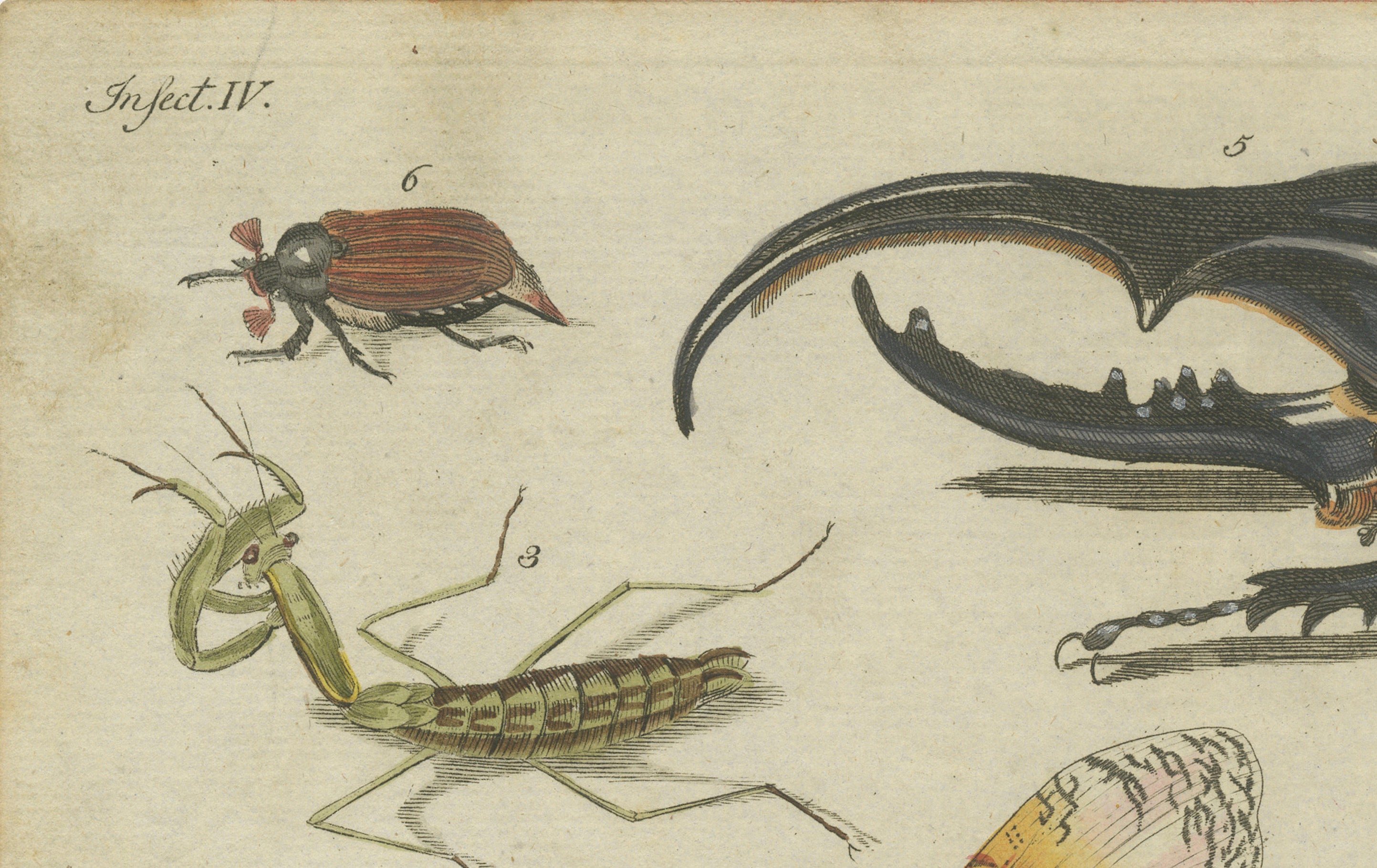 Original Antique Print of Exotic Insects, Lanternfly and Mantis, c. 1790