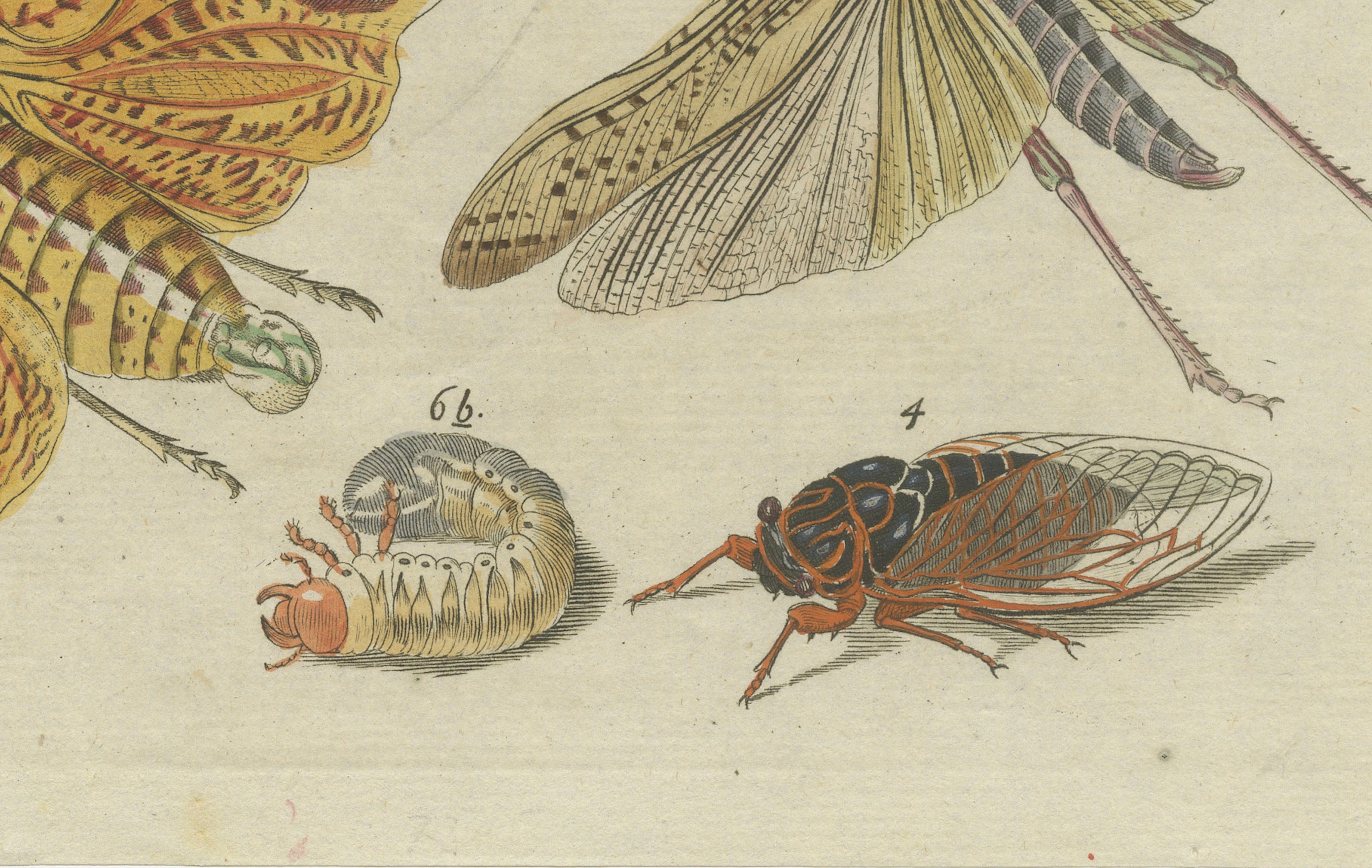 Original Antique Print of Exotic Insects, Lanternfly and Mantis, c. 1790