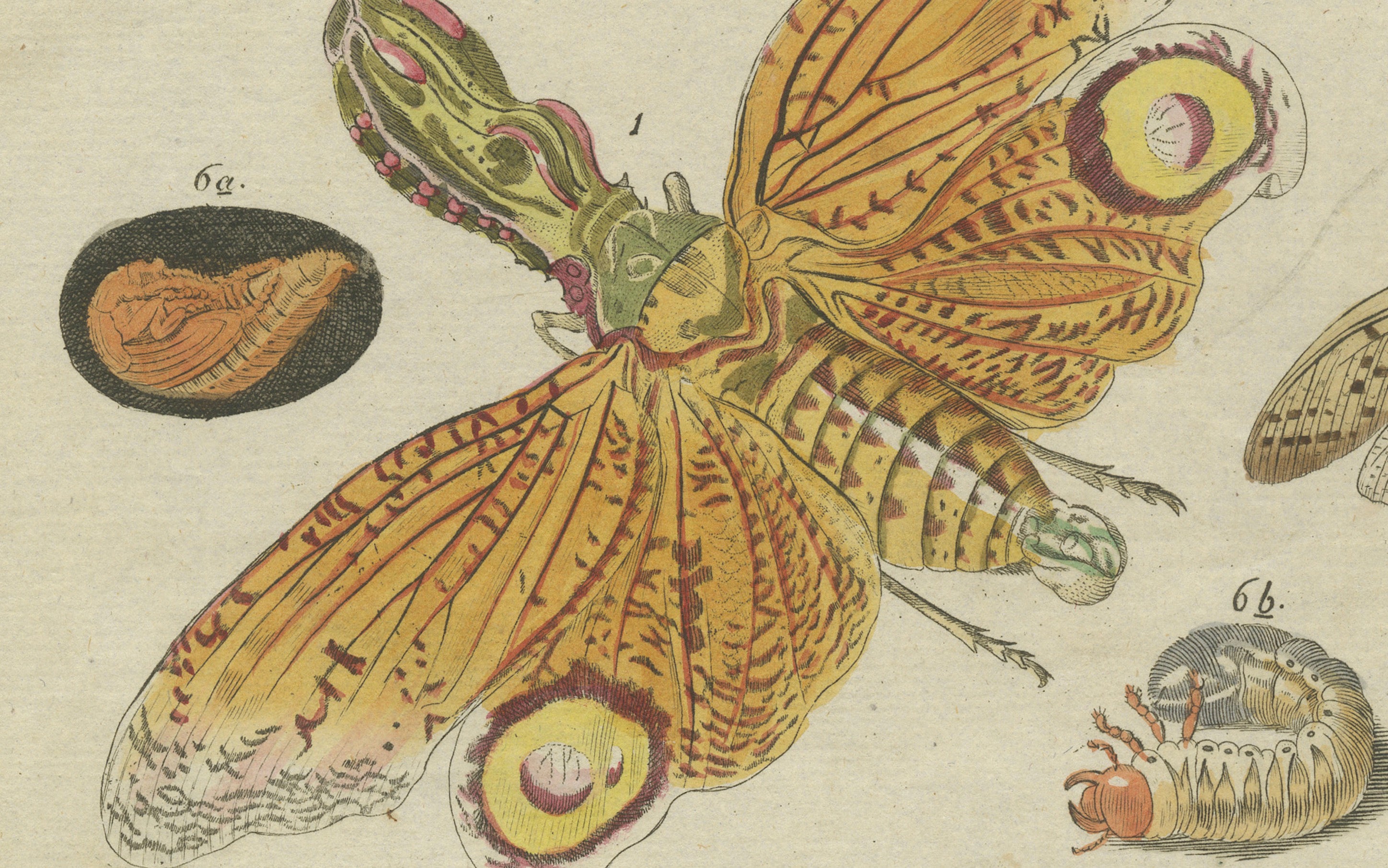 Original Antique Print of Exotic Insects, Lanternfly and Mantis, c. 1790
