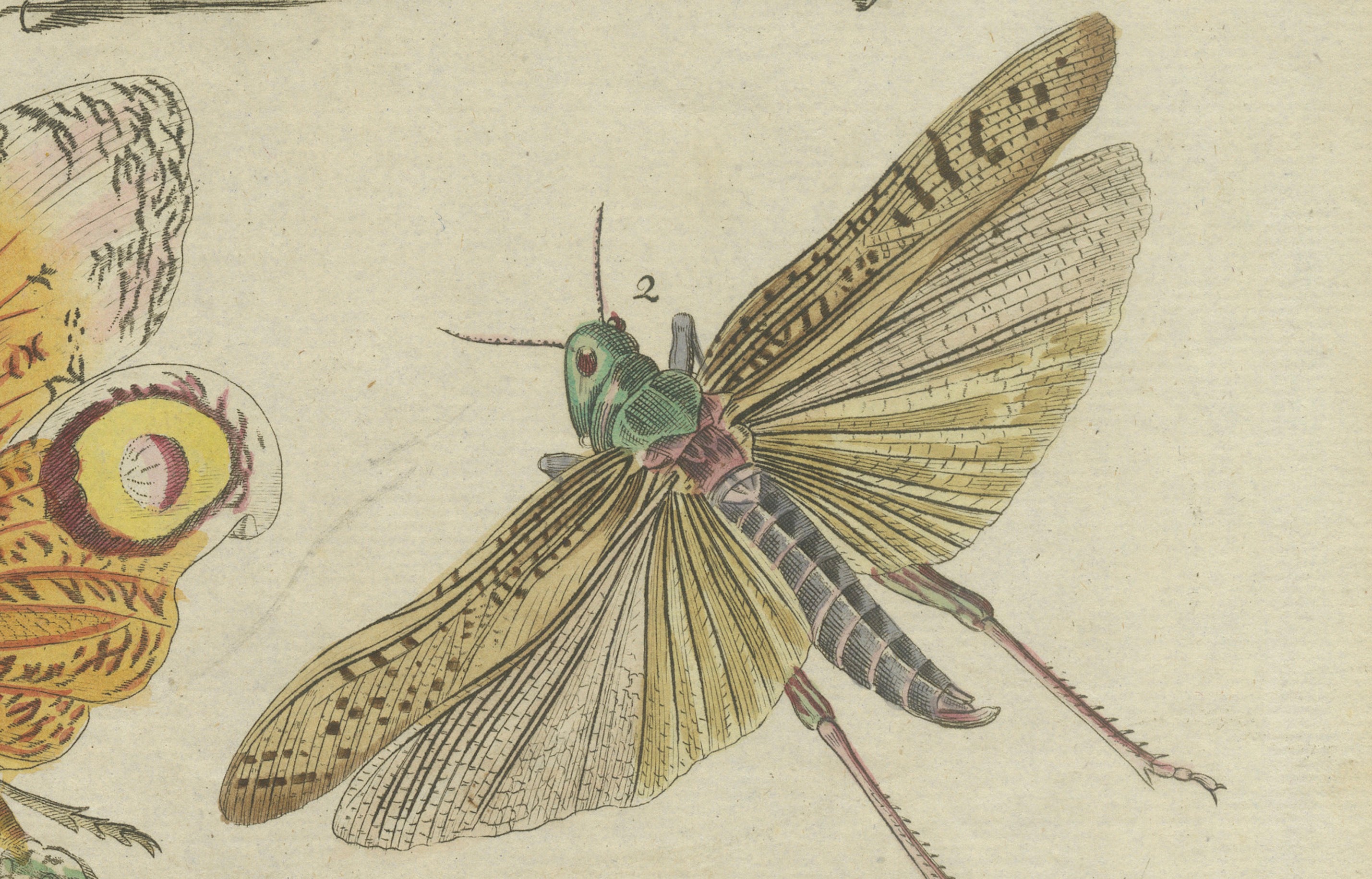 Original Antique Print of Exotic Insects, Lanternfly and Mantis, c. 1790