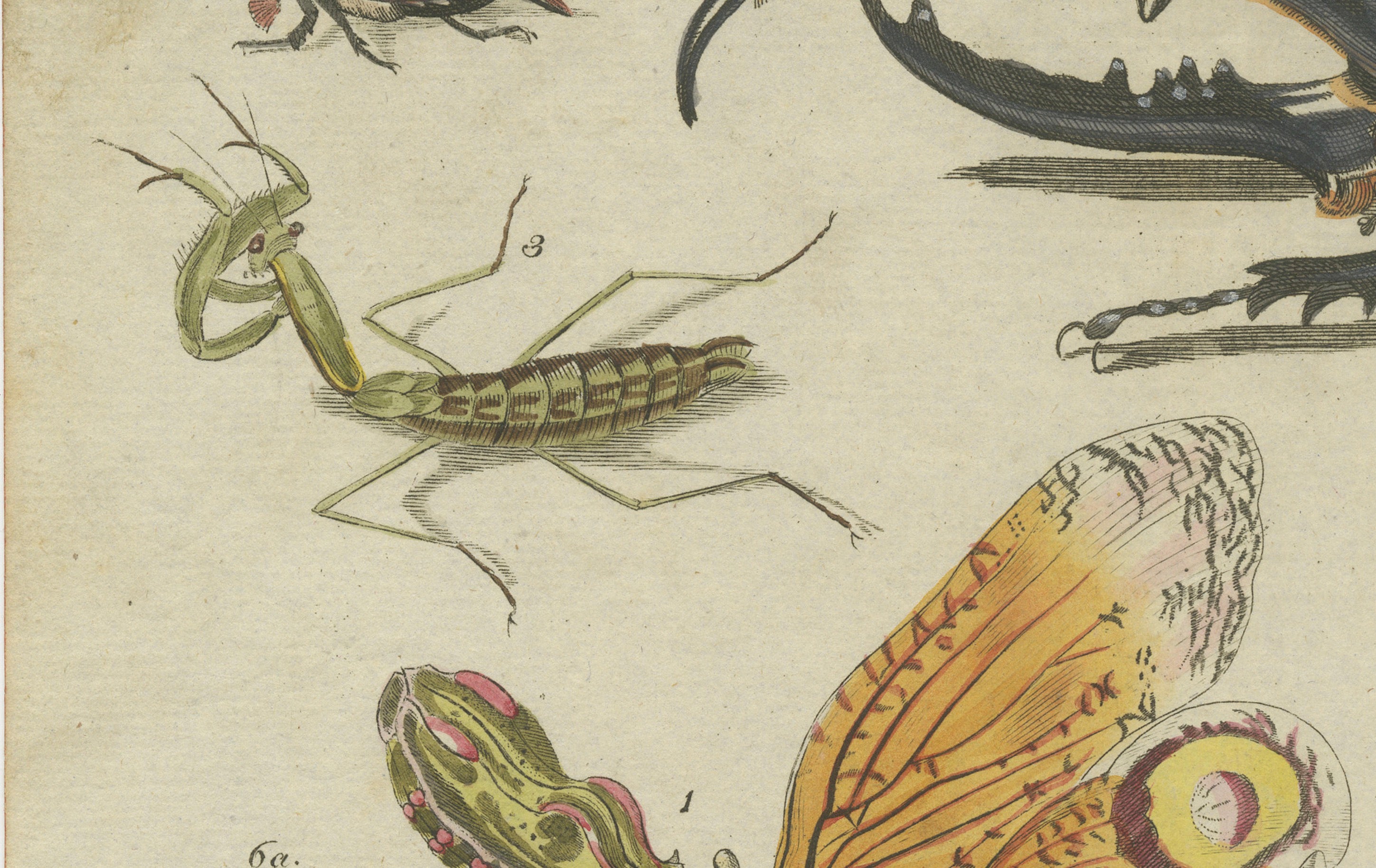 Original Antique Print of Exotic Insects, Lanternfly and Mantis, c. 1790