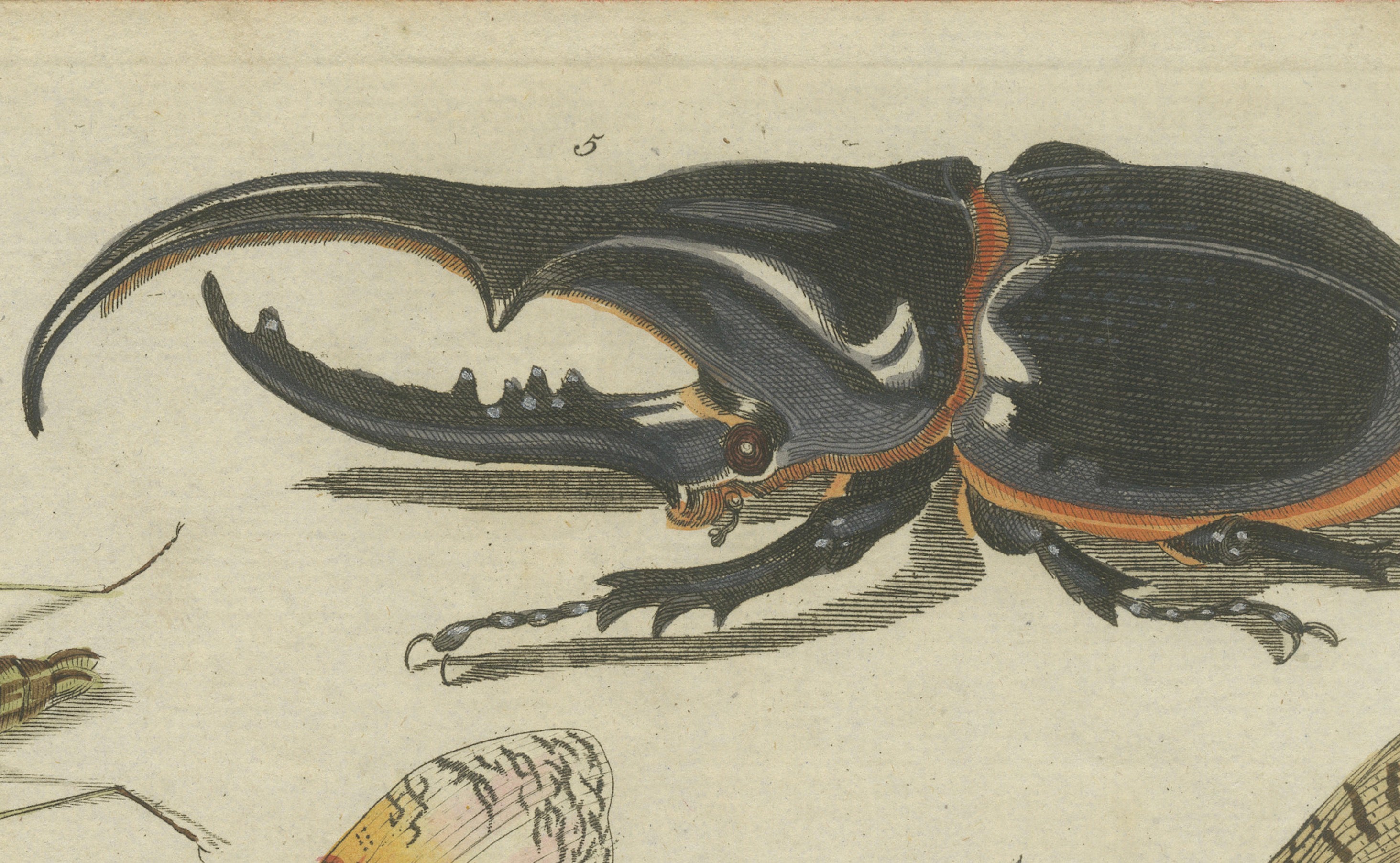 Original Antique Print of Exotic Insects, Lanternfly and Mantis, c. 1790