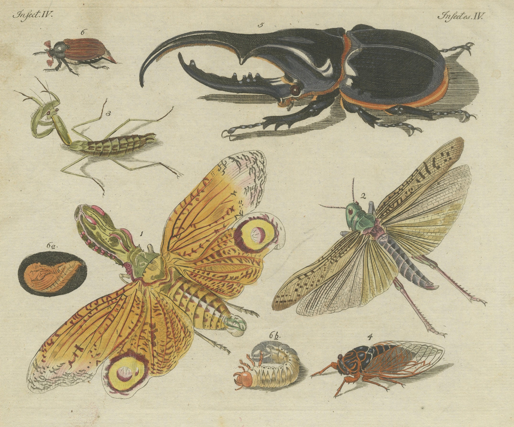 Original Antique Print of Exotic Insects, Lanternfly and Mantis, c. 1790