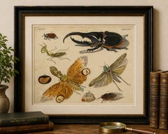 Original-Antikdruck mit exotischen Insekten, Laternenfliege und Gottesanbeterin, um 1790