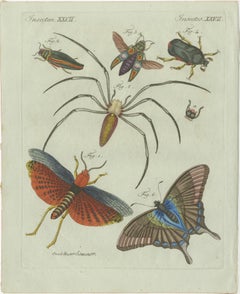 Original Antique Print of Exotic Insects, Spider and Butterfly by Bertuch, 1800