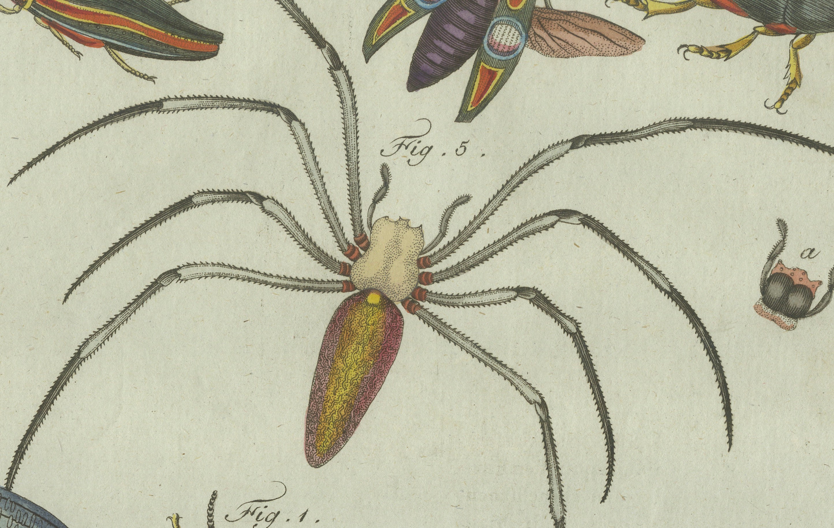 Original Antique Print of Exotic Insects, Spider and Butterfly by Bertuch, 1800