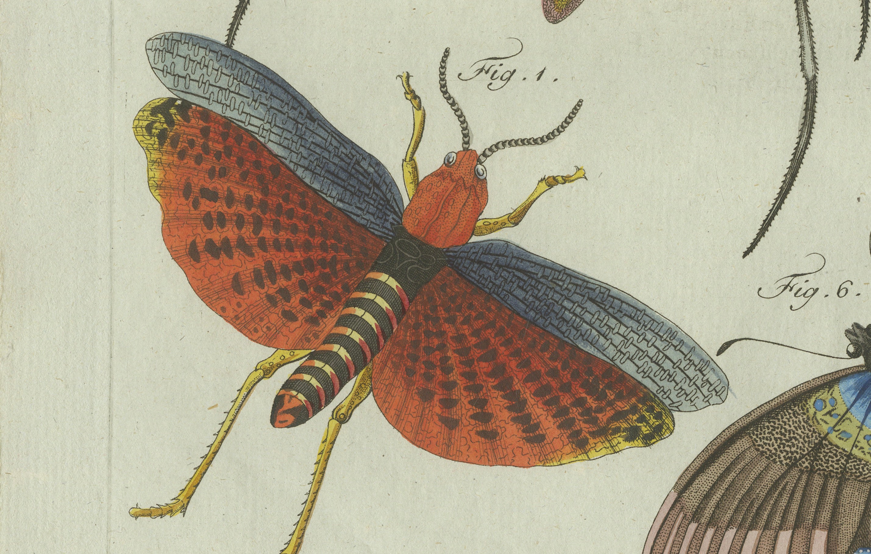 Original Antique Print of Exotic Insects, Spider and Butterfly by Bertuch, 1800