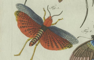 Original Antique Print of Exotic Insects, Spider and Butterfly by Bertuch, 1800, view 6