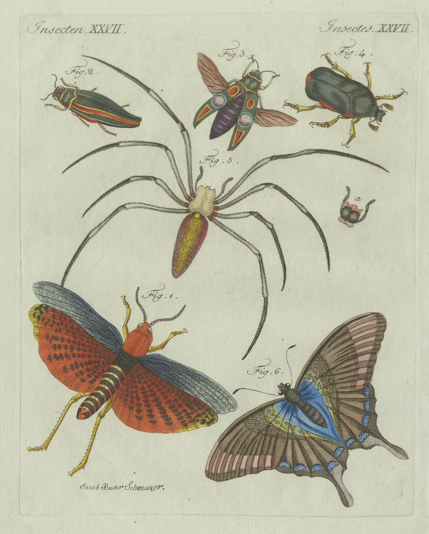 Original Antique Print of Exotic Insects, Spider and Butterfly by Bertuch, 1800
