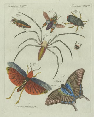 Original Antique Print of Exotic Insects, Spider and Butterfly by Bertuch, 1800, view 3