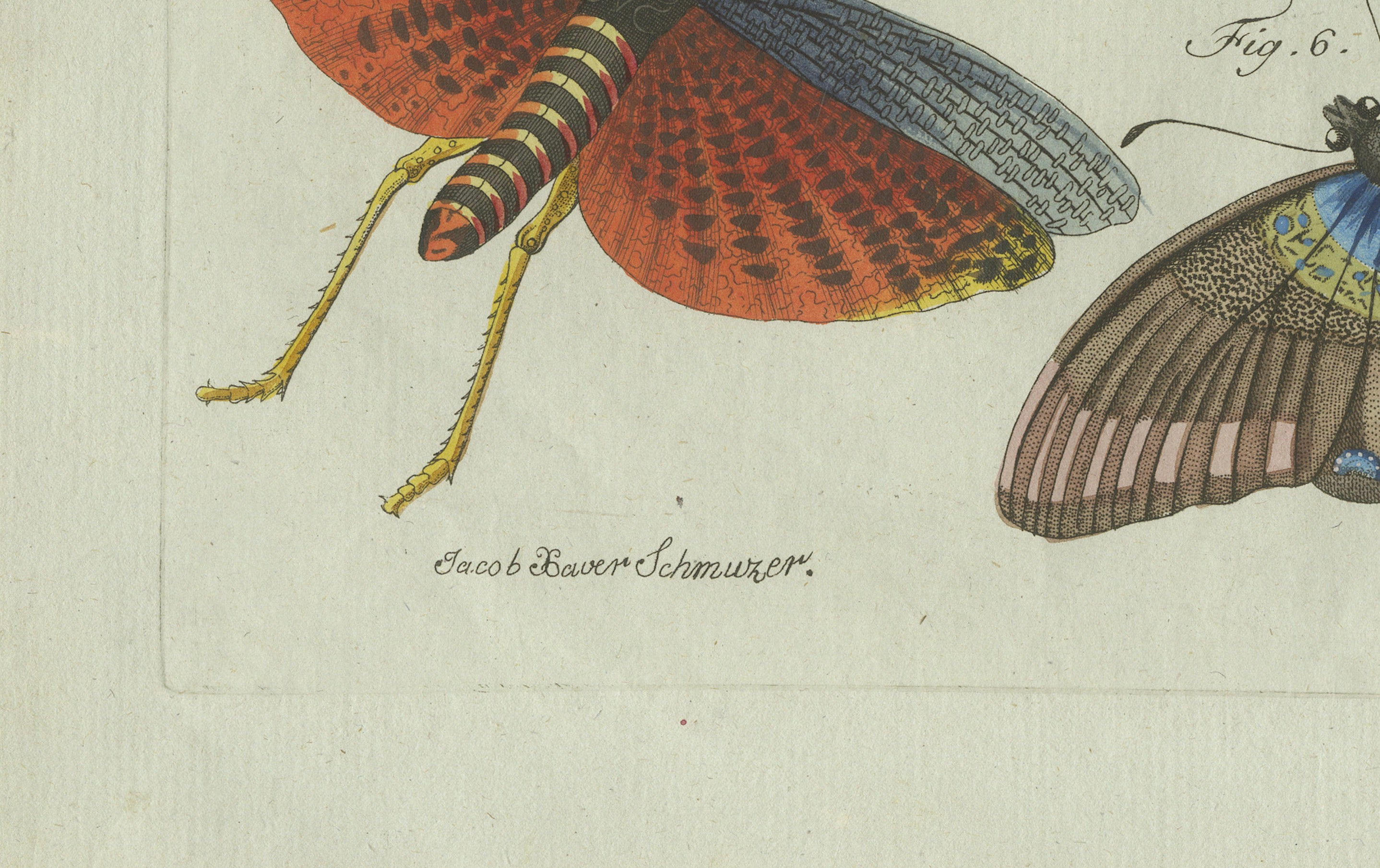 Original Antique Print of Exotic Insects, Spider and Butterfly by Bertuch, 1800