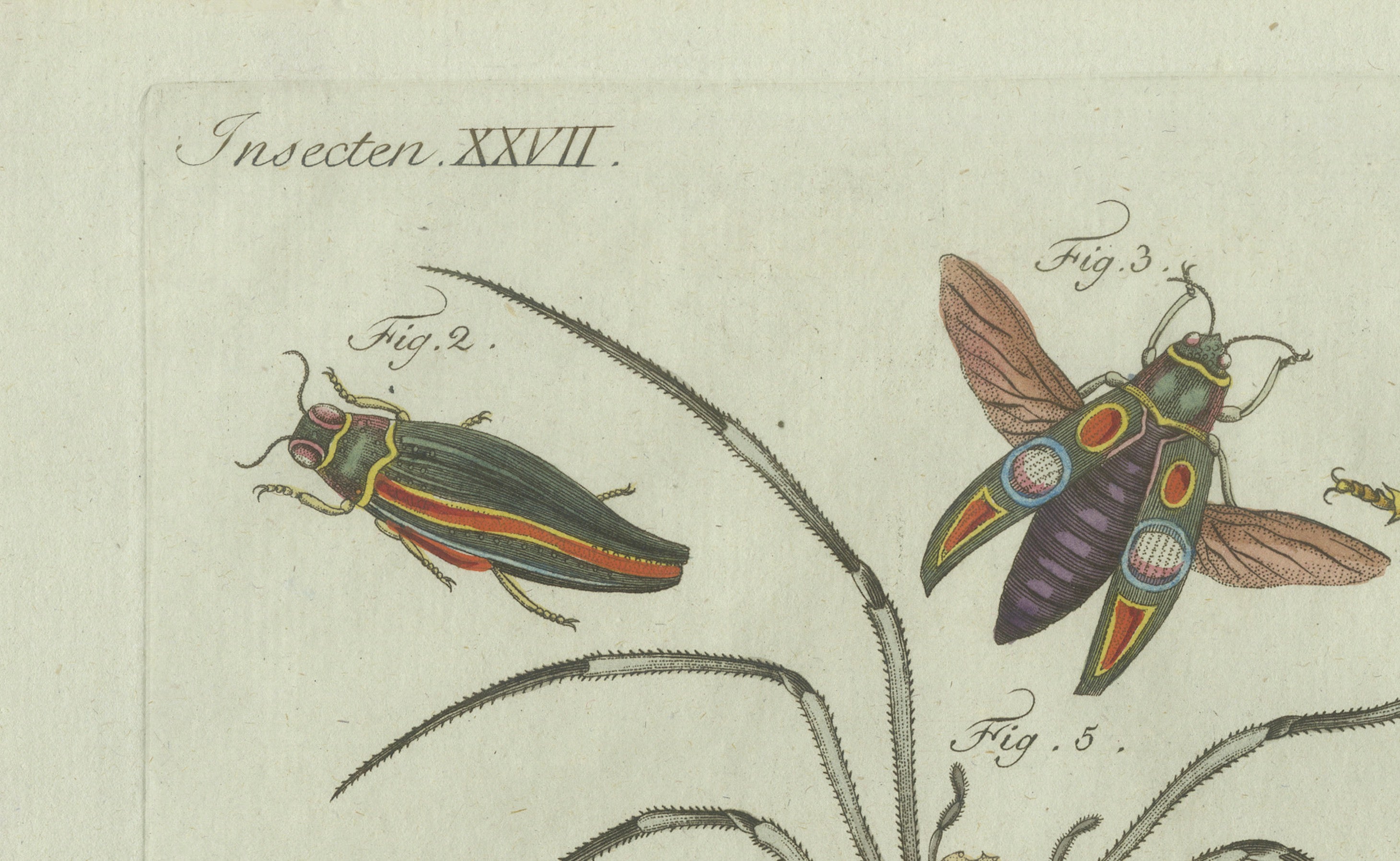 Original Antique Print of Exotic Insects, Spider and Butterfly by Bertuch, 1800