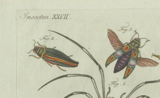 Original Antique Print of Exotic Insects, Spider and Butterfly by Bertuch, 1800, view 9